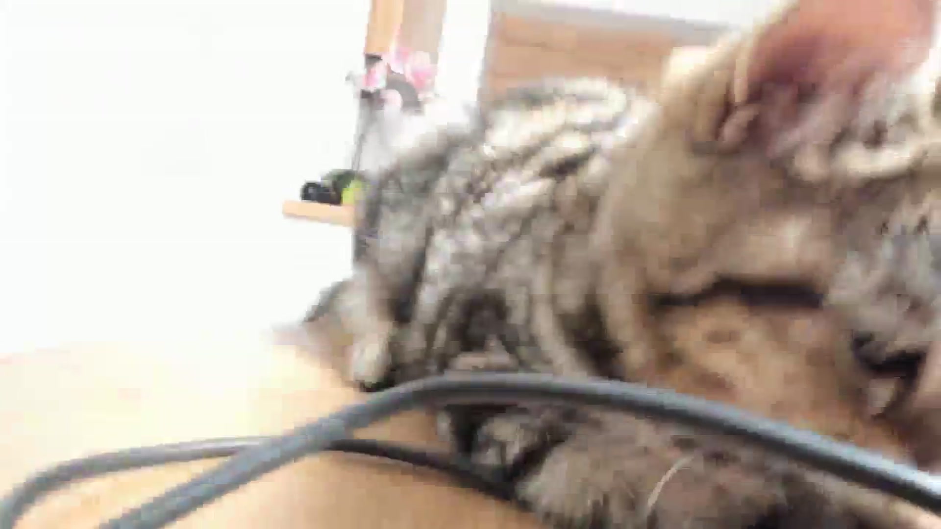 Gallery image thumbnail from Elfleurit's myfreecams stream on, 02/27/2024, 20:47 image 5 of 20