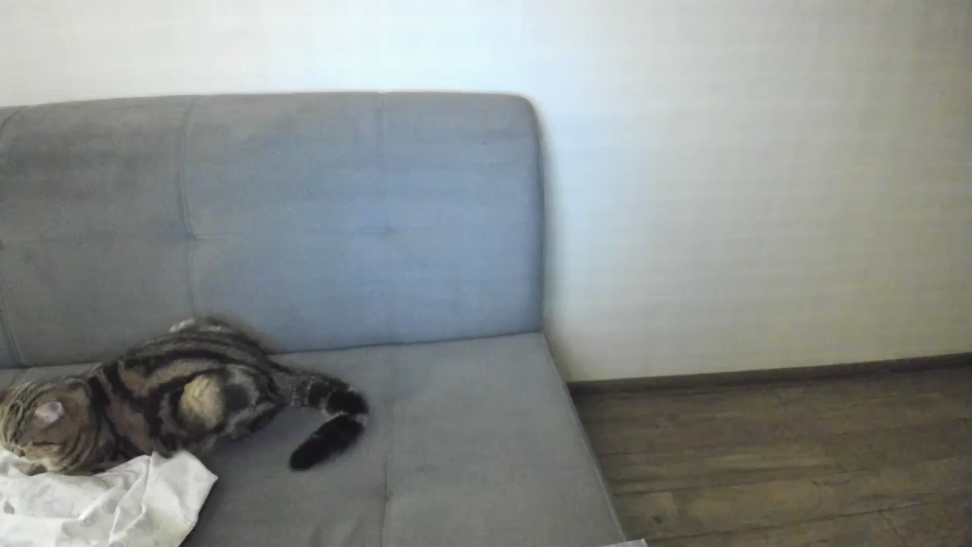 Gallery image thumbnail from Elfleurit's myfreecams stream on, 12/08/2024, 19:20 image 17 of 20