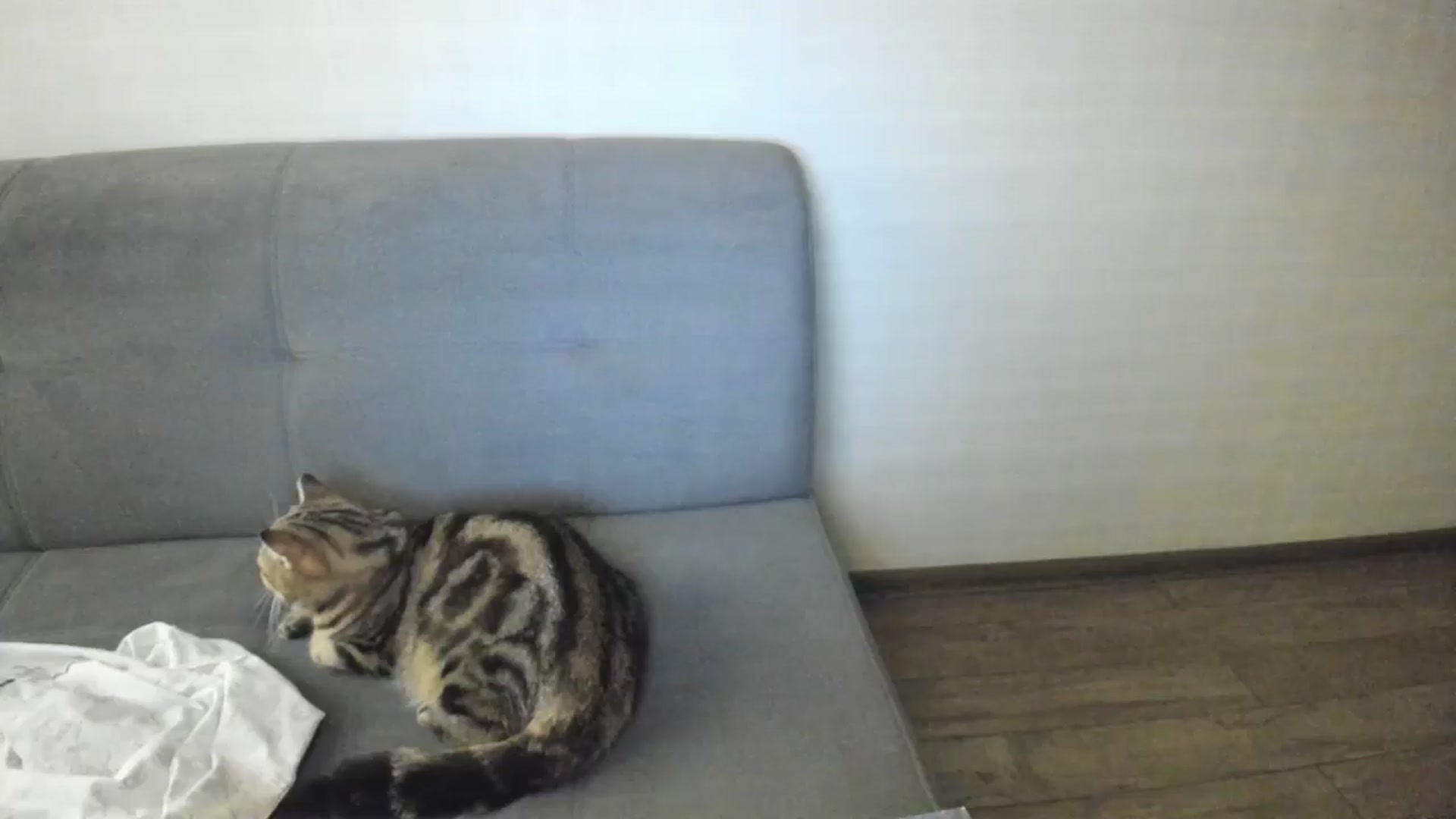 Gallery image thumbnail from Elfleurit's myfreecams stream on, 12/08/2024, 19:20 image 16 of 20