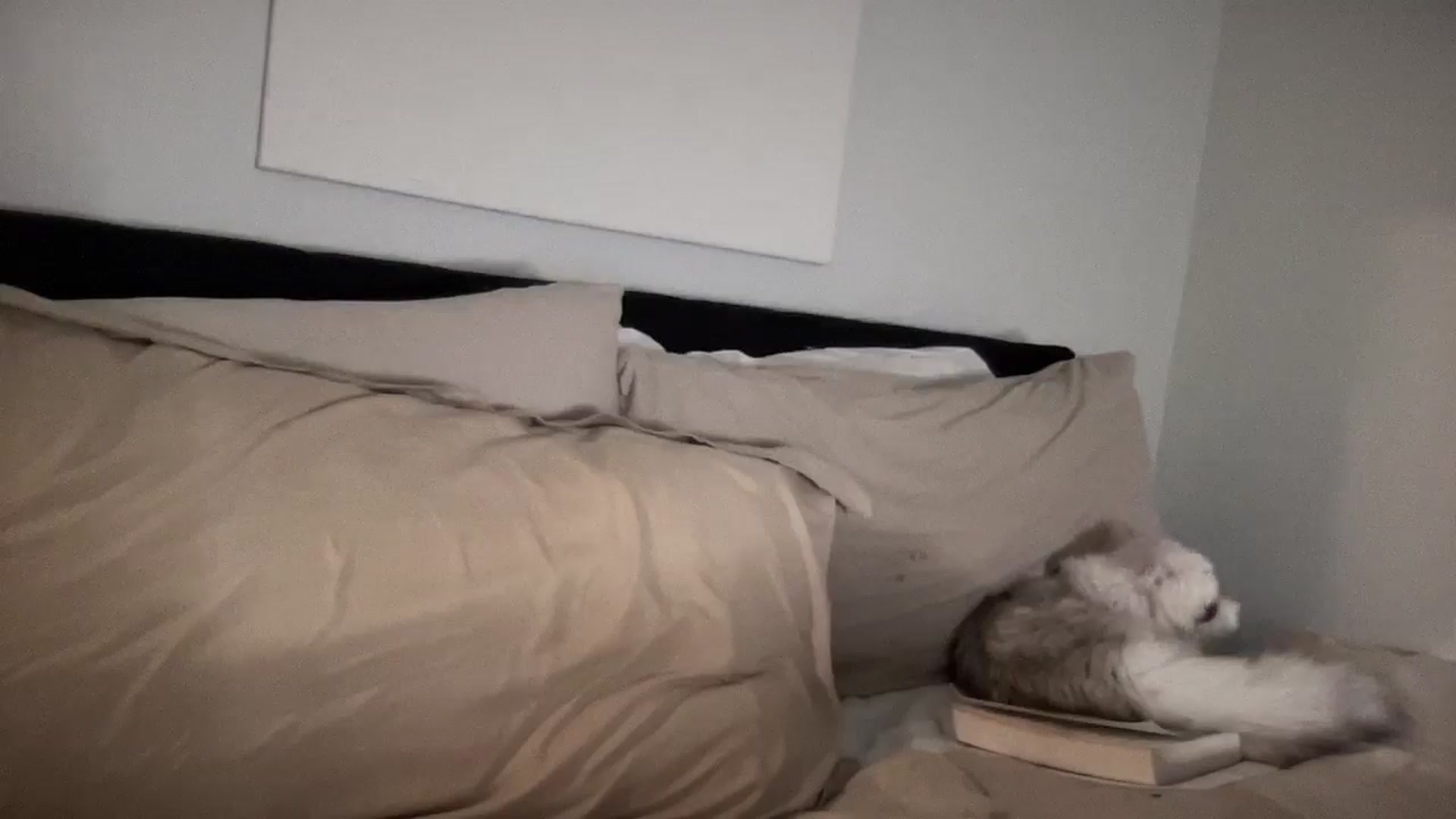 Gallery image thumbnail from EllaCakes's myfreecams stream on, 11/13/2024, 05:08 image 19 of 20