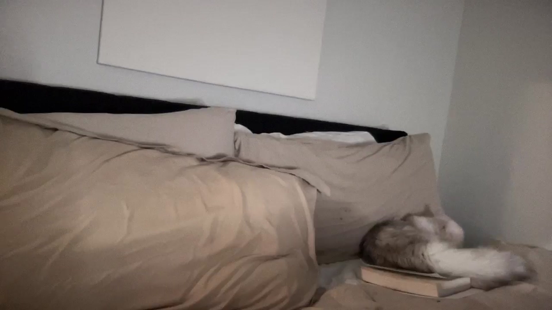 Gallery image thumbnail from EllaCakes's myfreecams stream on, 11/13/2024, 05:08 image 20 of 20