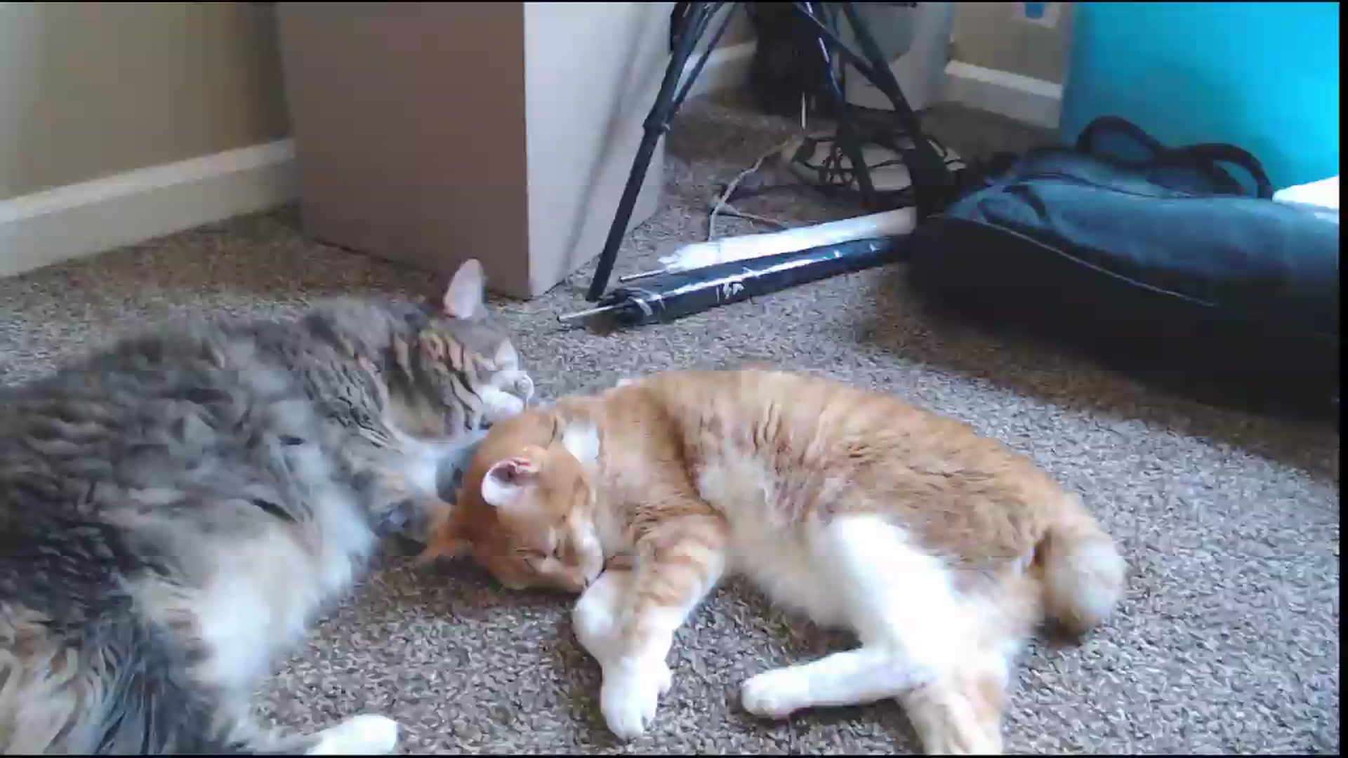 Gallery image thumbnail from ElliePiper's myfreecams stream on, 08/14/2026, 16:41 image 12 of 20