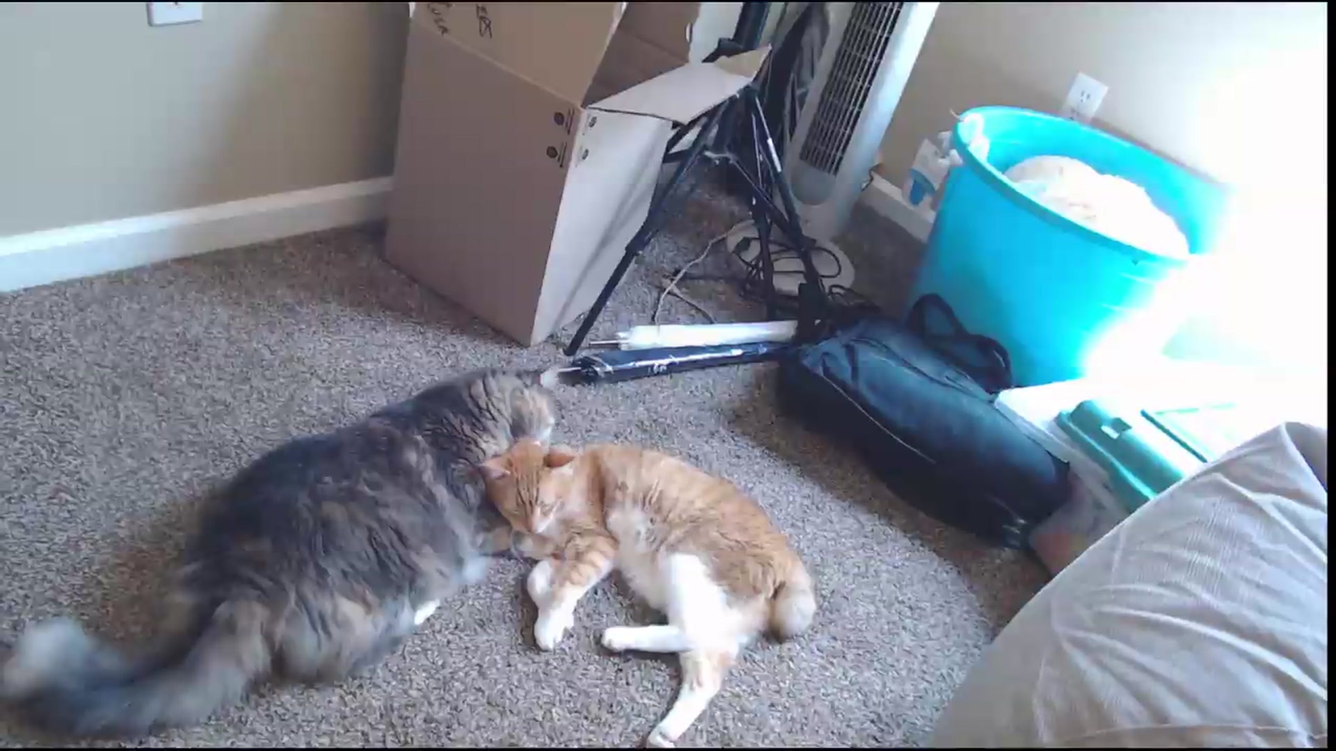 Gallery image thumbnail from ElliePiper's myfreecams stream on, 08/14/2026, 16:41 image 11 of 20