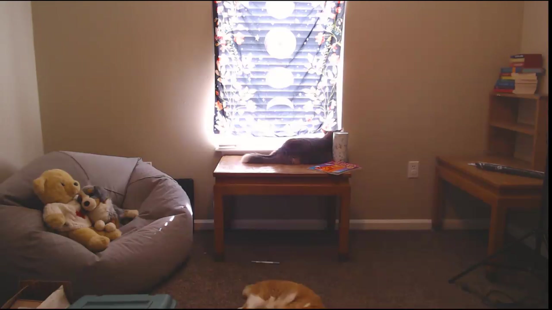 Gallery image thumbnail from ElliePiper's myfreecams stream on, 08/27/2026, 14:56 image 16 of 20