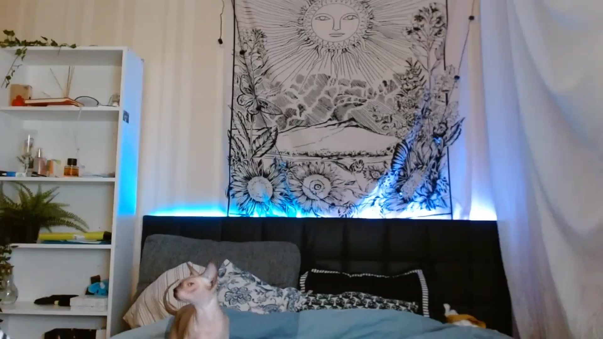Gallery image thumbnail from ElsieF_'s myfreecams stream on, 09/25/2023, 17:54 image 15 of 20
