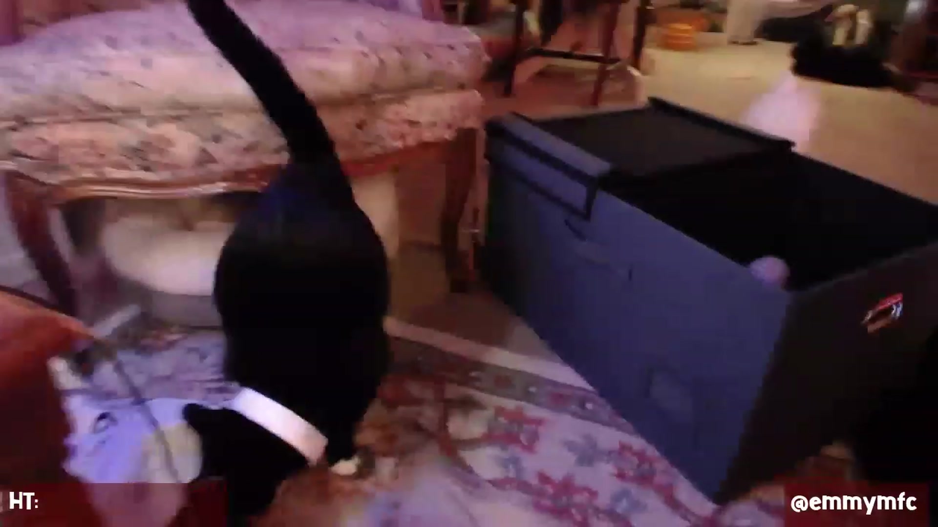 Gallery image thumbnail from Emmy_Rose's myfreecams stream on, 02/13/2023, 04:28 image 6 of 20