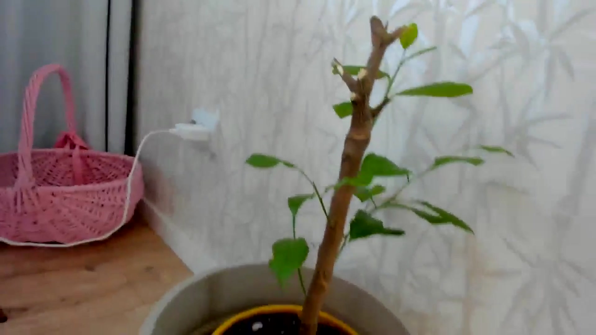 Gallery image thumbnail from Eve___'s myfreecams stream on, 04/17/2026, 14:07 image 15 of 20
