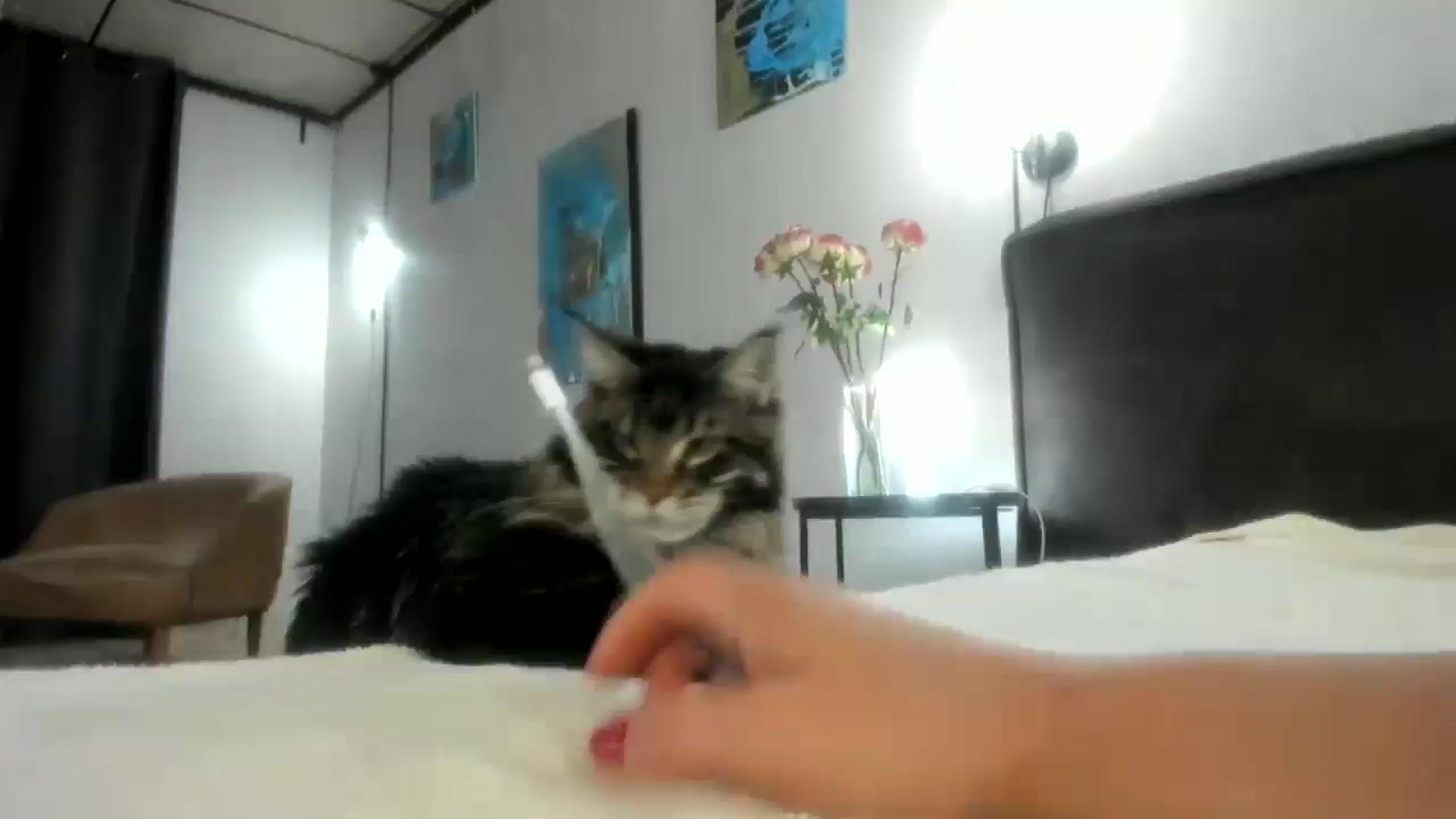 Gallery image thumbnail from F_L_E_U_R's myfreecams stream on, 02/17/2025, 24:48 image 10 of 20