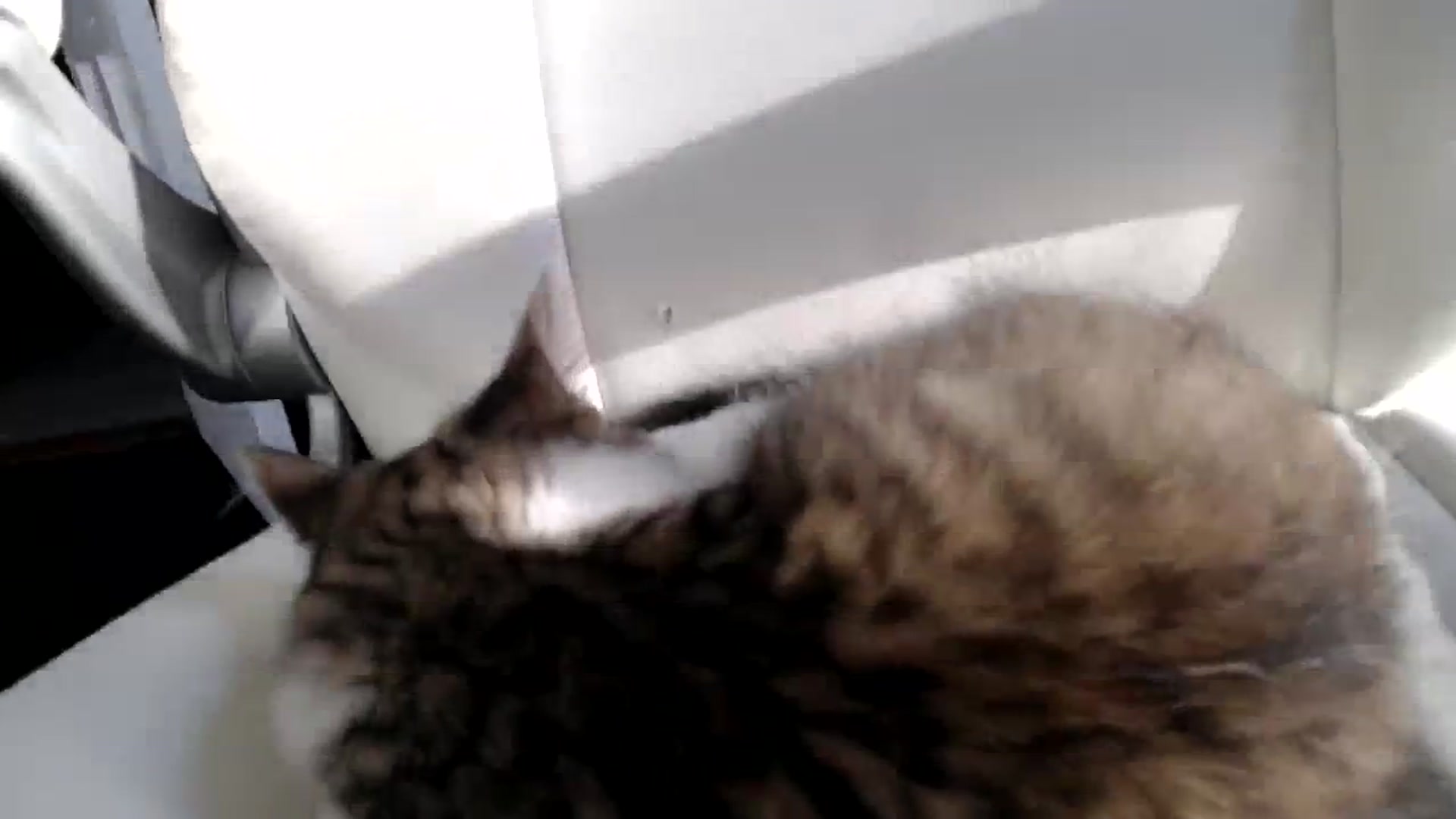 Gallery image thumbnail from FarmGirl__'s myfreecams stream on, 11/02/2023, 14:32 image 3 of 20