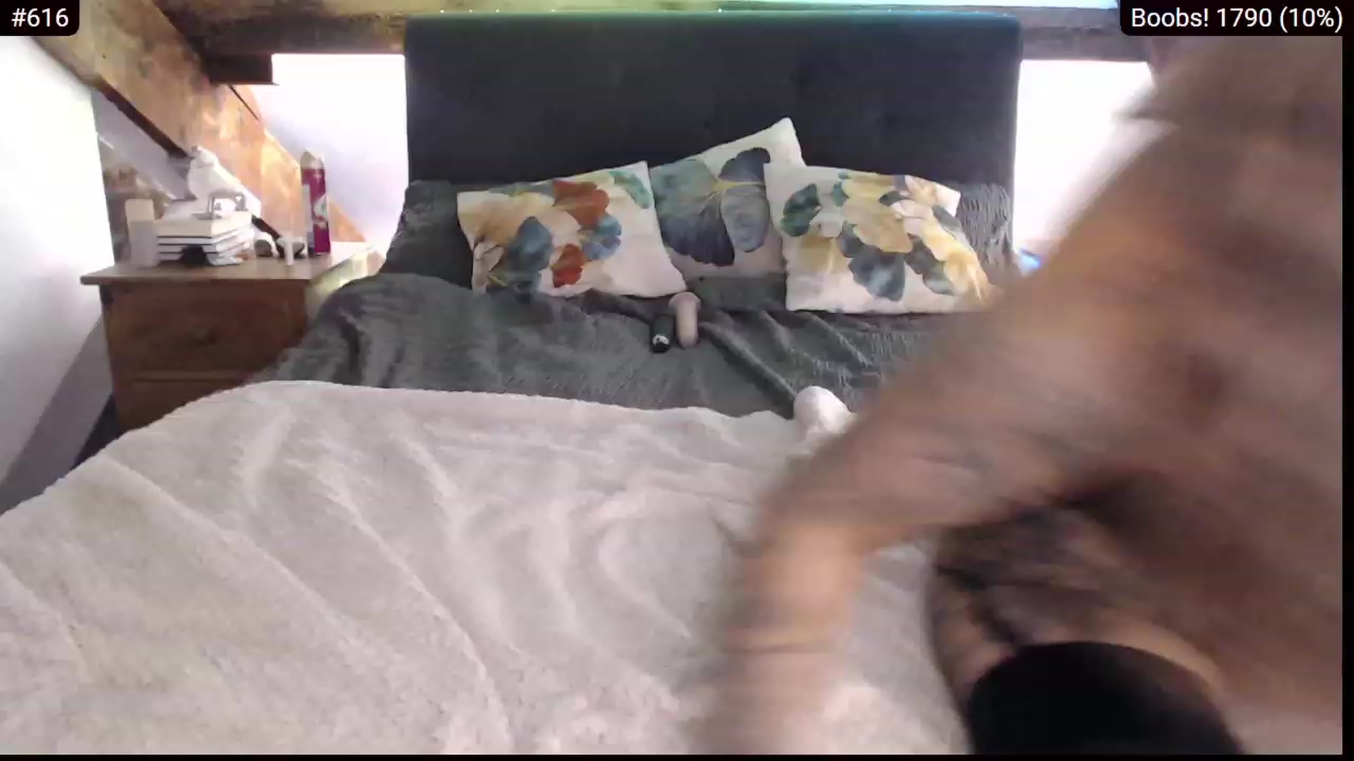 Gallery image thumbnail from FayFoxx's myfreecams stream on, 11/21/2023, 18:11 image 2 of 20