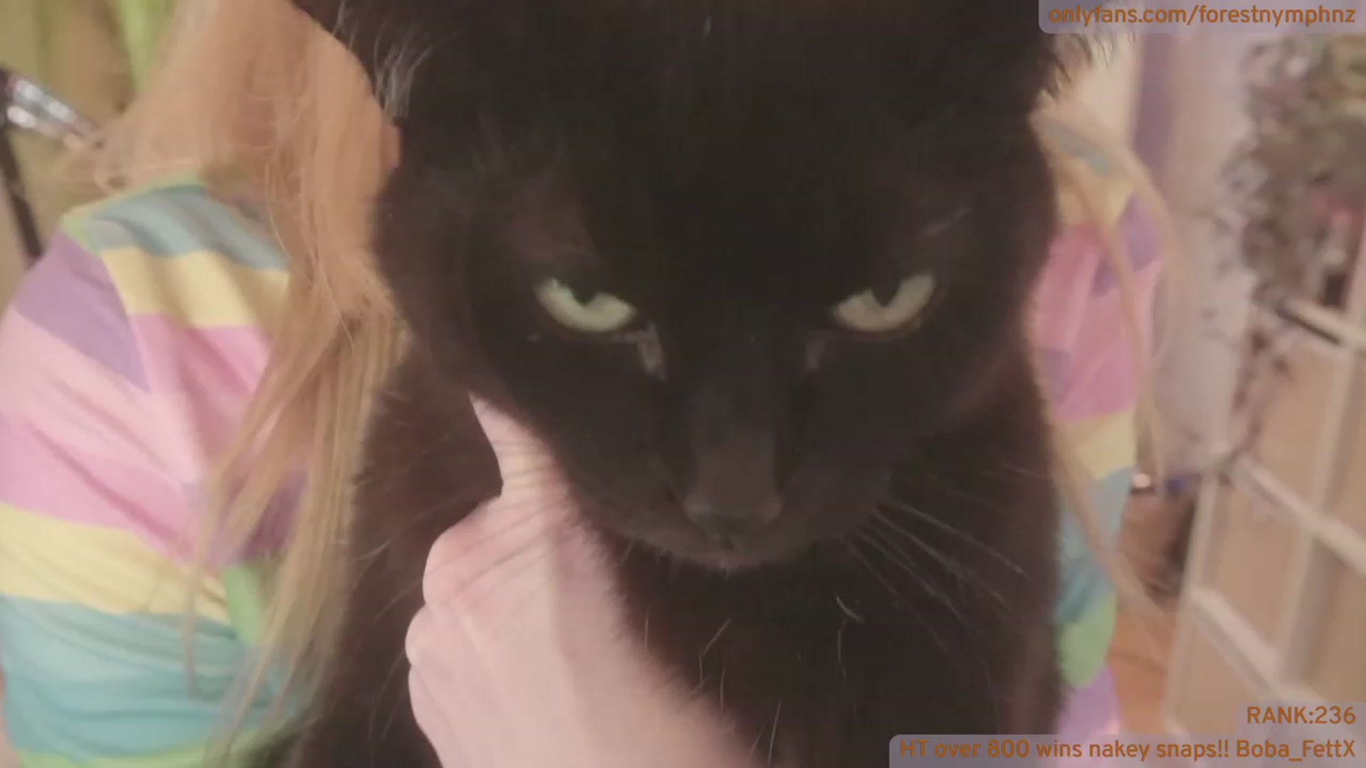 Gallery image thumbnail from Forest_nymph's myfreecams stream on, 10/12/2023, 04:50 image 18 of 20