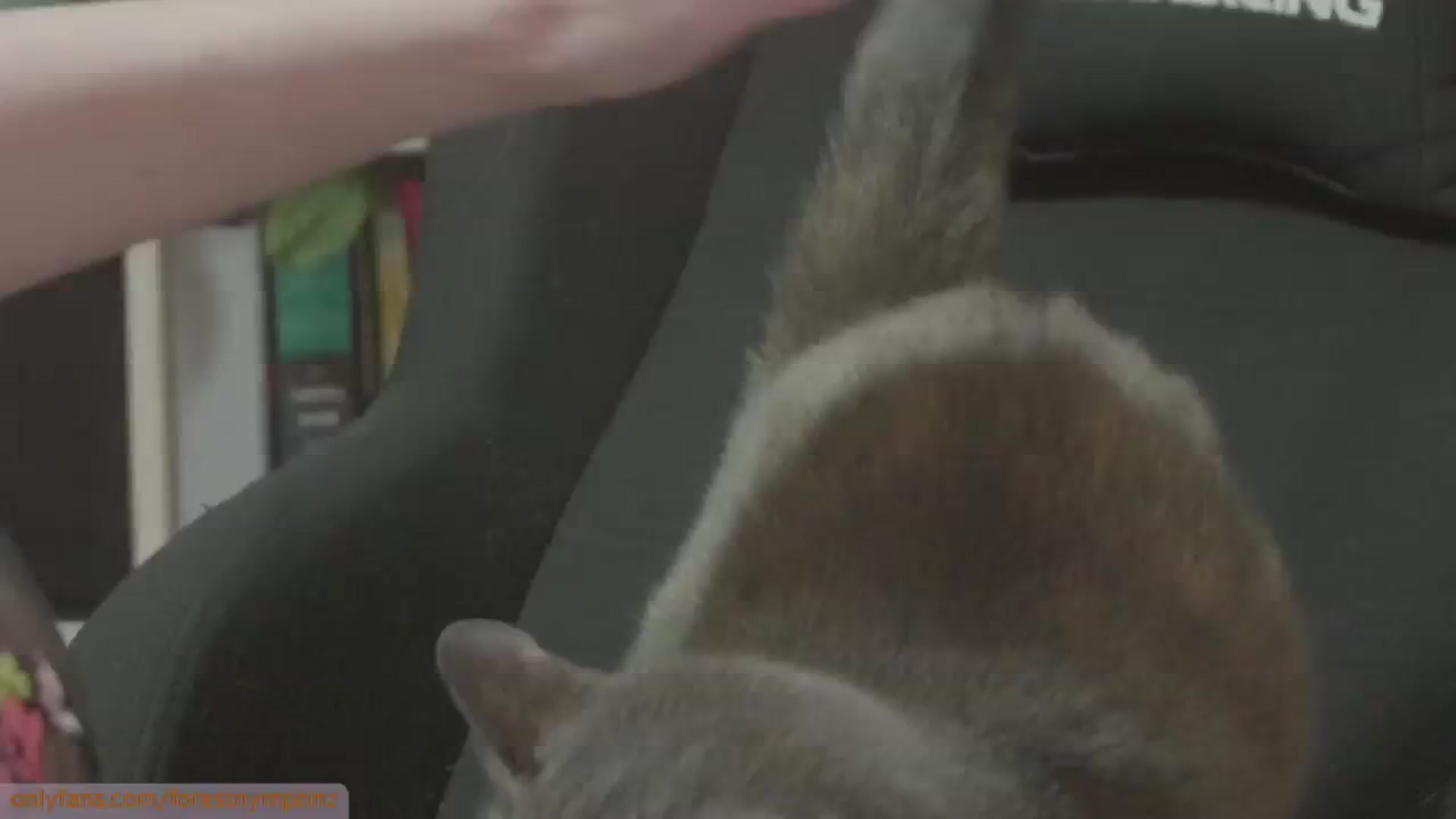 Gallery image thumbnail from Forest_nymph's myfreecams stream on, 06/14/2024, 06:00 image 7 of 20