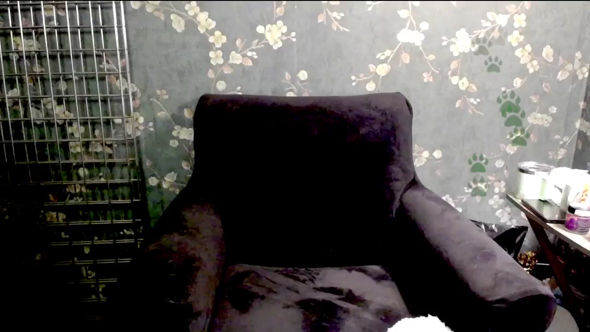 Gallery image thumbnail from FoxyDame's myfreecams stream on, 01/16/2025, 04:43 image 7 of 20