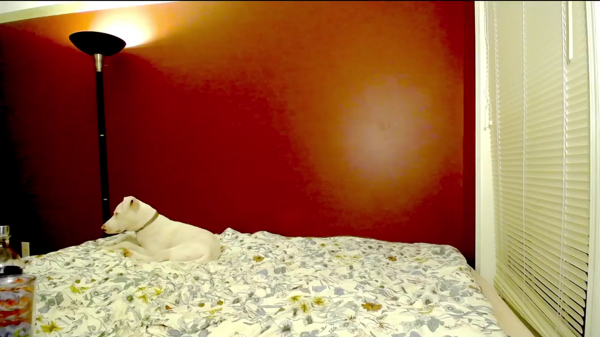 Gallery image thumbnail from FoxyDame's myfreecams stream on, 08/17/2025, 03:33 image 15 of 20