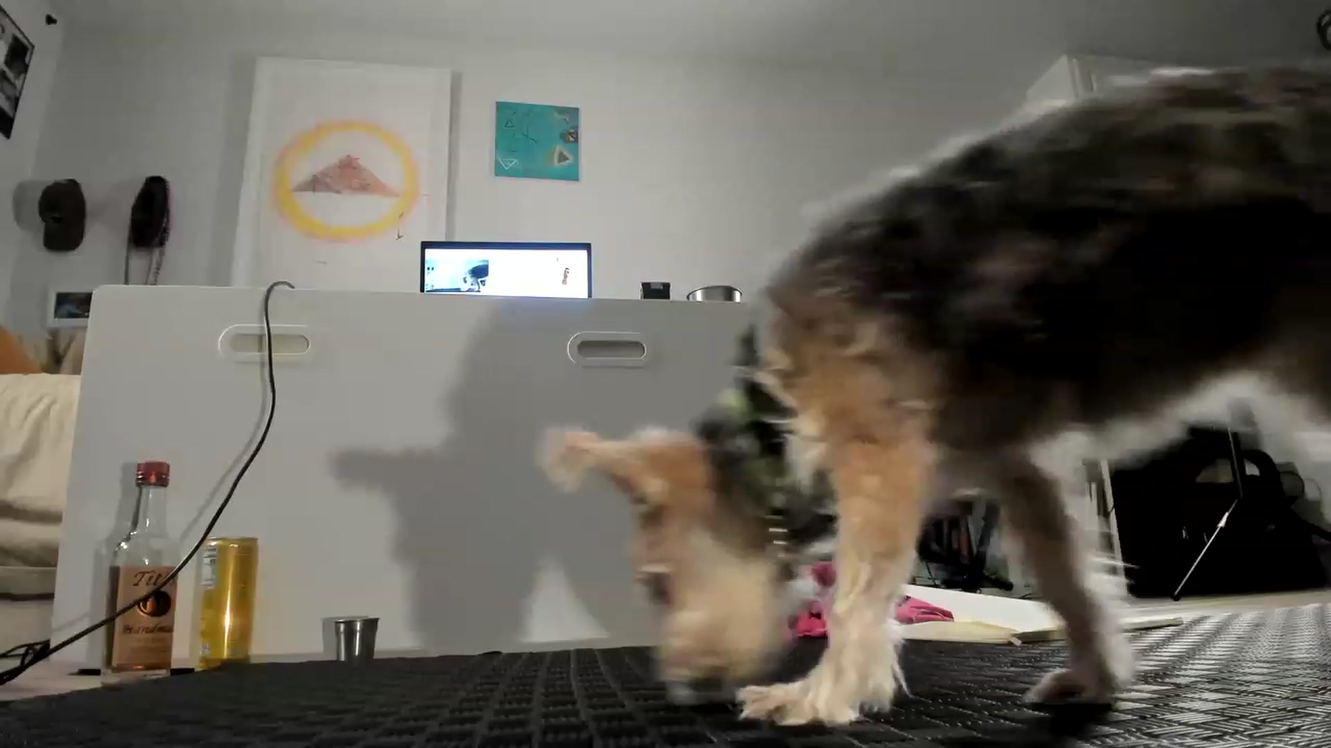 Gallery image thumbnail from Frankiiy_'s myfreecams stream on, 07/14/2023, 07:32 image 14 of 20