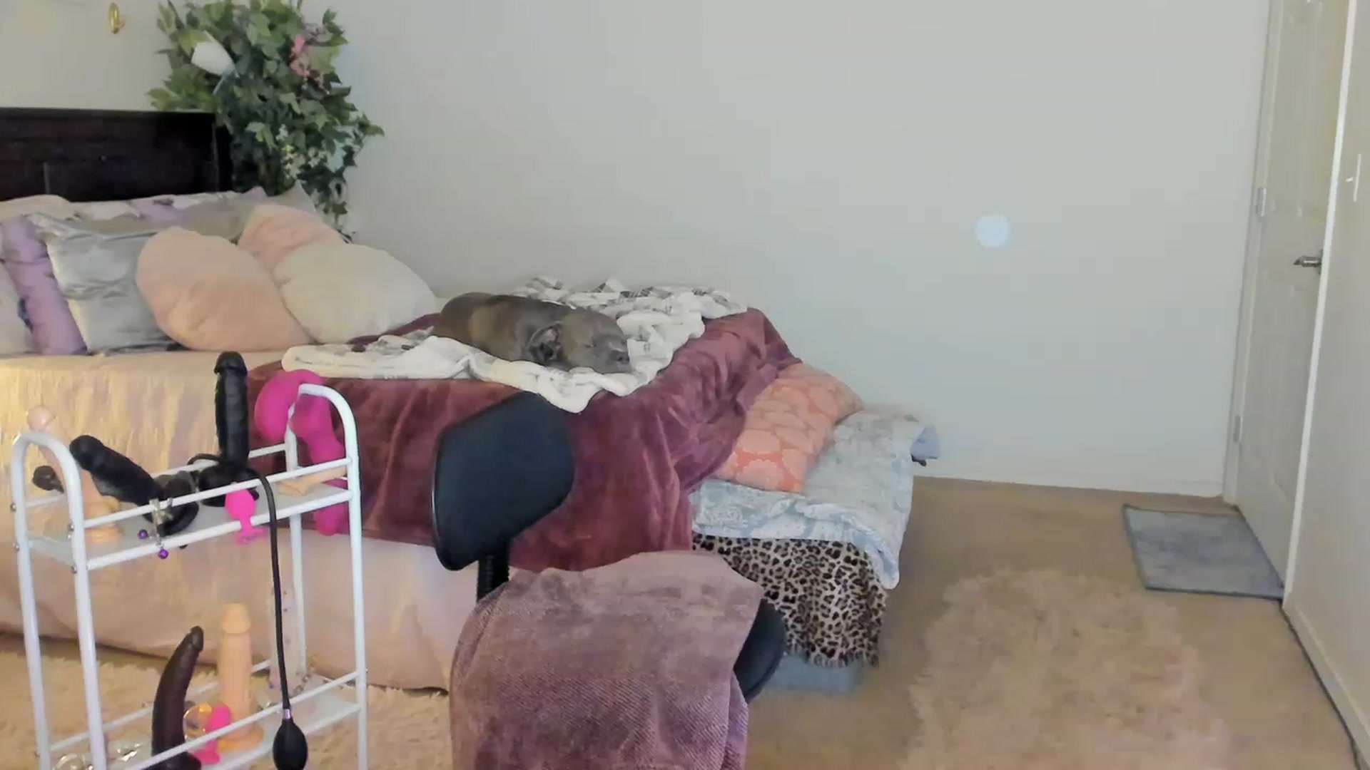 Gallery image thumbnail from Freckld_Cutie's myfreecams stream on, 02/07/2023, 19:10 image 14 of 20