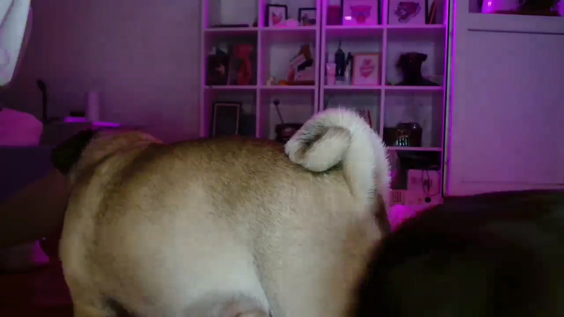 Gallery image thumbnail from FunnyMinni's myfreecams stream on, 03/12/2025, 17:06 image 5 of 20