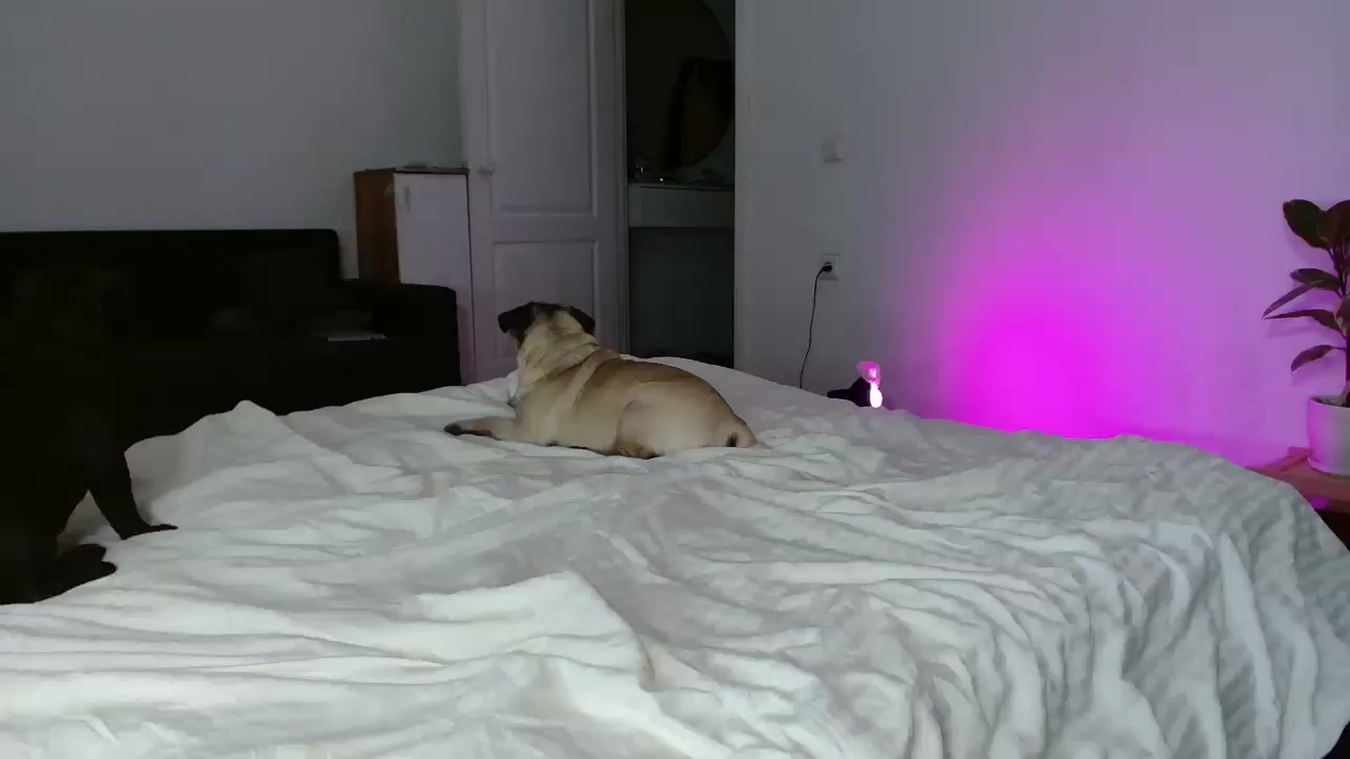 Gallery image thumbnail from FunnyMinni's myfreecams stream on, 11/06/2025, 19:59 image 14 of 20