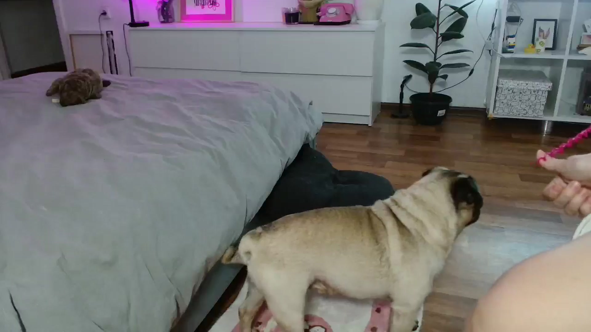 Gallery image thumbnail from FunnyMinni's myfreecams stream on, 12/07/2025, 20:54 image 12 of 20