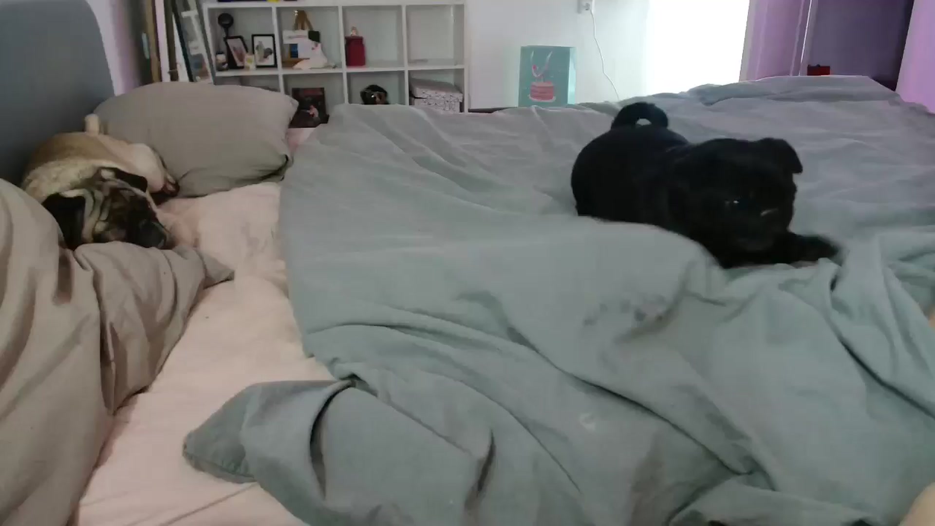 Gallery image thumbnail from FunnyMinni's myfreecams stream on, 01/20/2026, 19:35 image 1 of 20