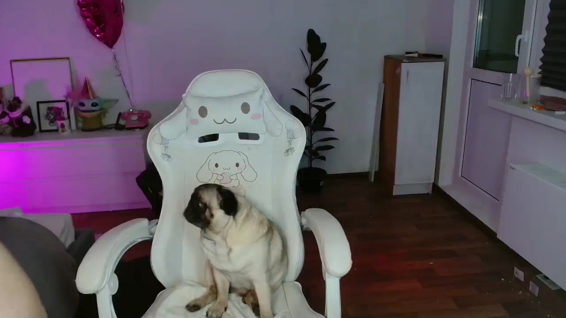 Gallery image thumbnail from FunnyMinni's myfreecams stream on, 01/31/2026, 18:41 image 20 of 20
