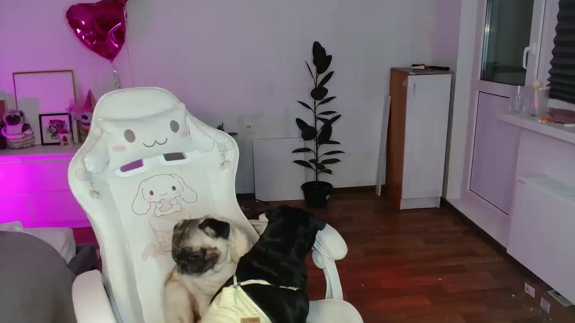 Gallery image thumbnail from FunnyMinni's myfreecams stream on, 01/31/2026, 18:41 image 8 of 20