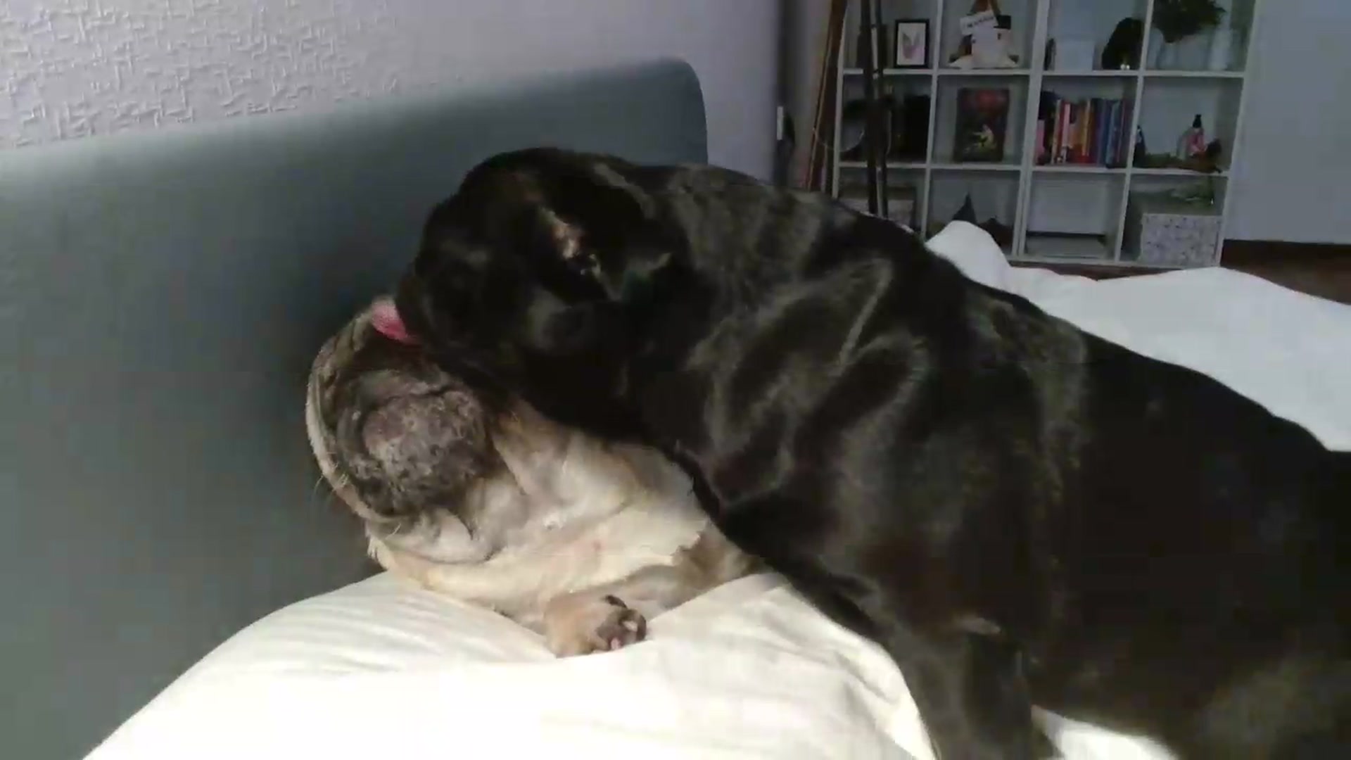 Gallery image thumbnail from FunnyMinni's myfreecams stream on, 05/22/2026, 08:16 image 12 of 20