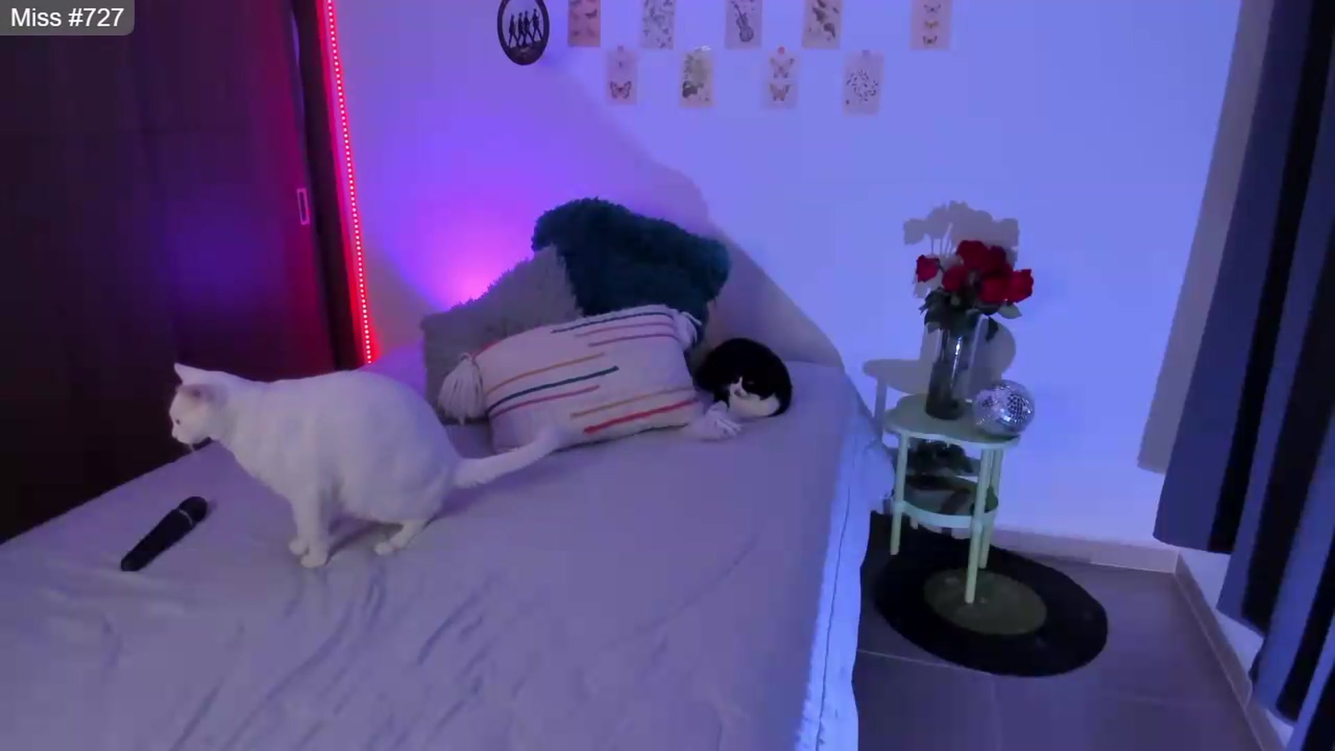 Gallery image thumbnail from GATA_______'s myfreecams stream on, 07/14/2026, 01:28 image 16 of 20