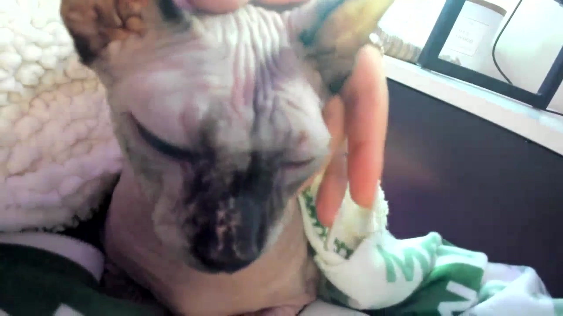 Gallery image thumbnail from GeminiJade69's myfreecams stream on, 07/15/2023, 05:25 image 16 of 20