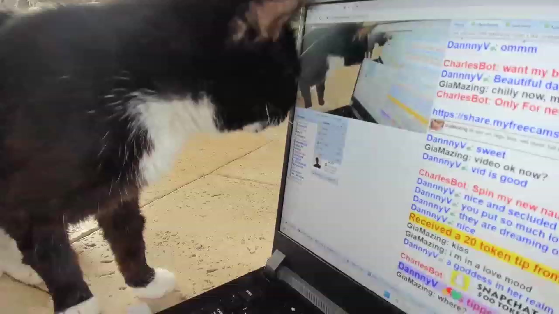 Gallery image thumbnail from GiaMazing's myfreecams stream on, 05/21/2023, 18:32 image 7 of 20