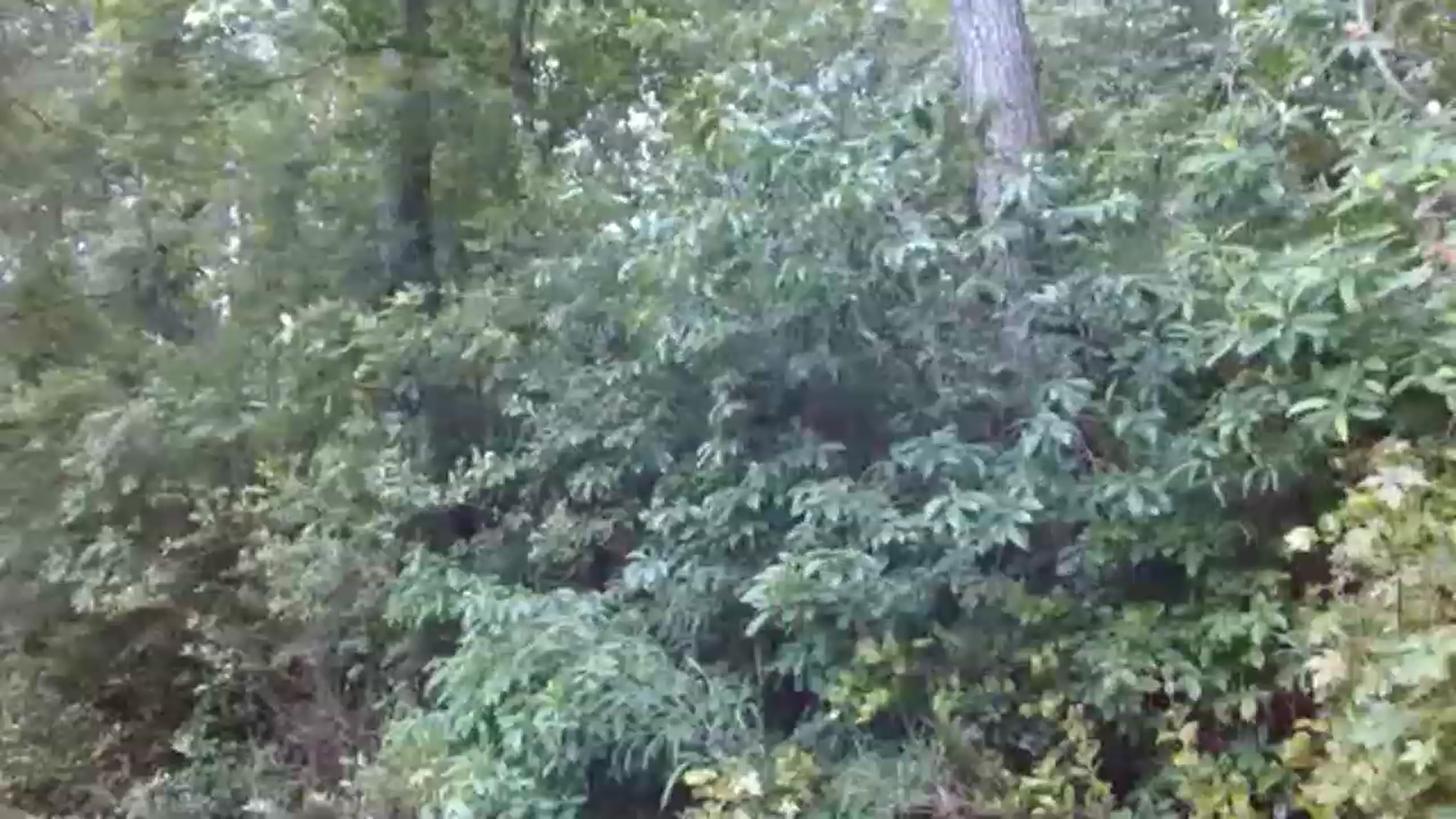 Gallery image thumbnail from GirlOffGrid's myfreecams stream on, 05/25/2023, 23:01 image 3 of 20