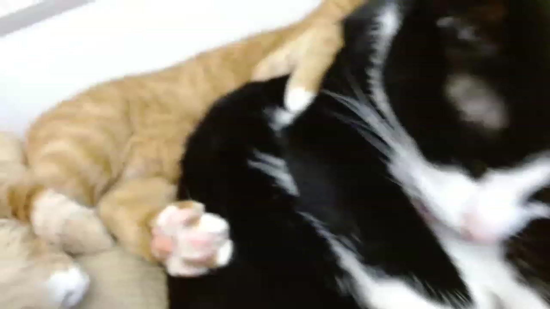 Gallery image thumbnail from Girlofheart's myfreecams stream on, 05/24/2023, 15:34 image 13 of 20