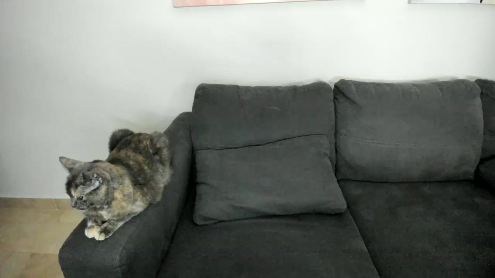 Gallery image thumbnail from Goddess_Jaz's myfreecams stream on, 11/25/2023, 04:28 image 9 of 20