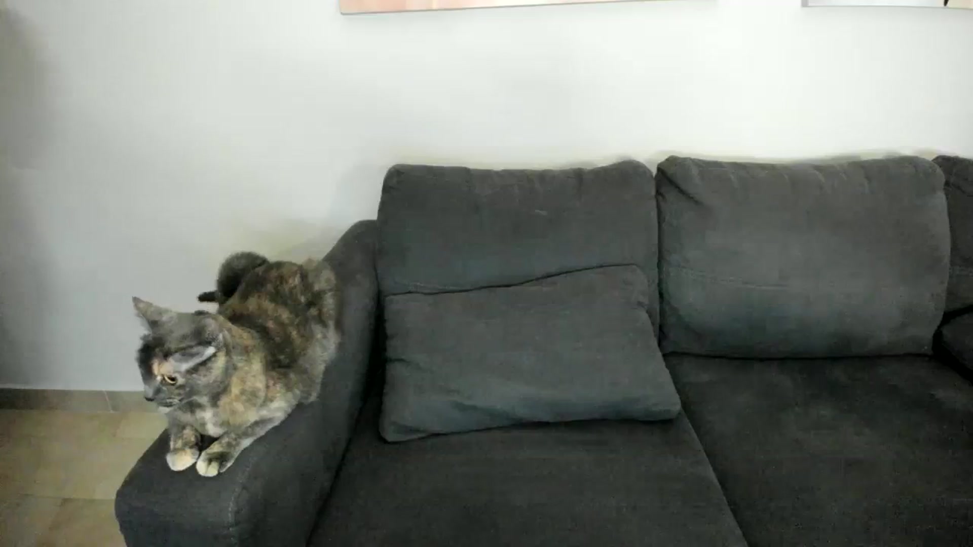 Gallery image thumbnail from Goddess_Jaz's myfreecams stream on, 11/25/2023, 04:28 image 11 of 20