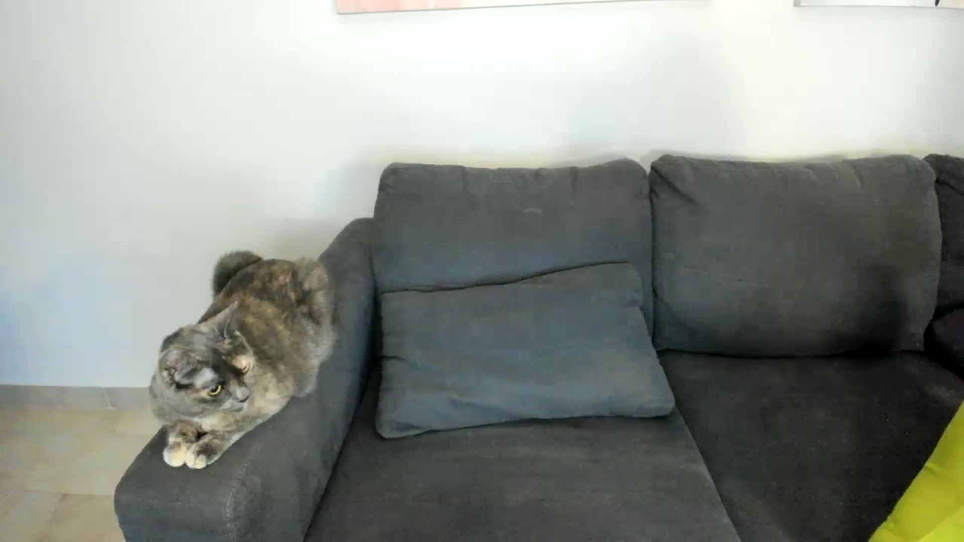 Gallery image thumbnail from Goddess_Jaz's myfreecams stream on, 11/25/2023, 04:28 image 10 of 20