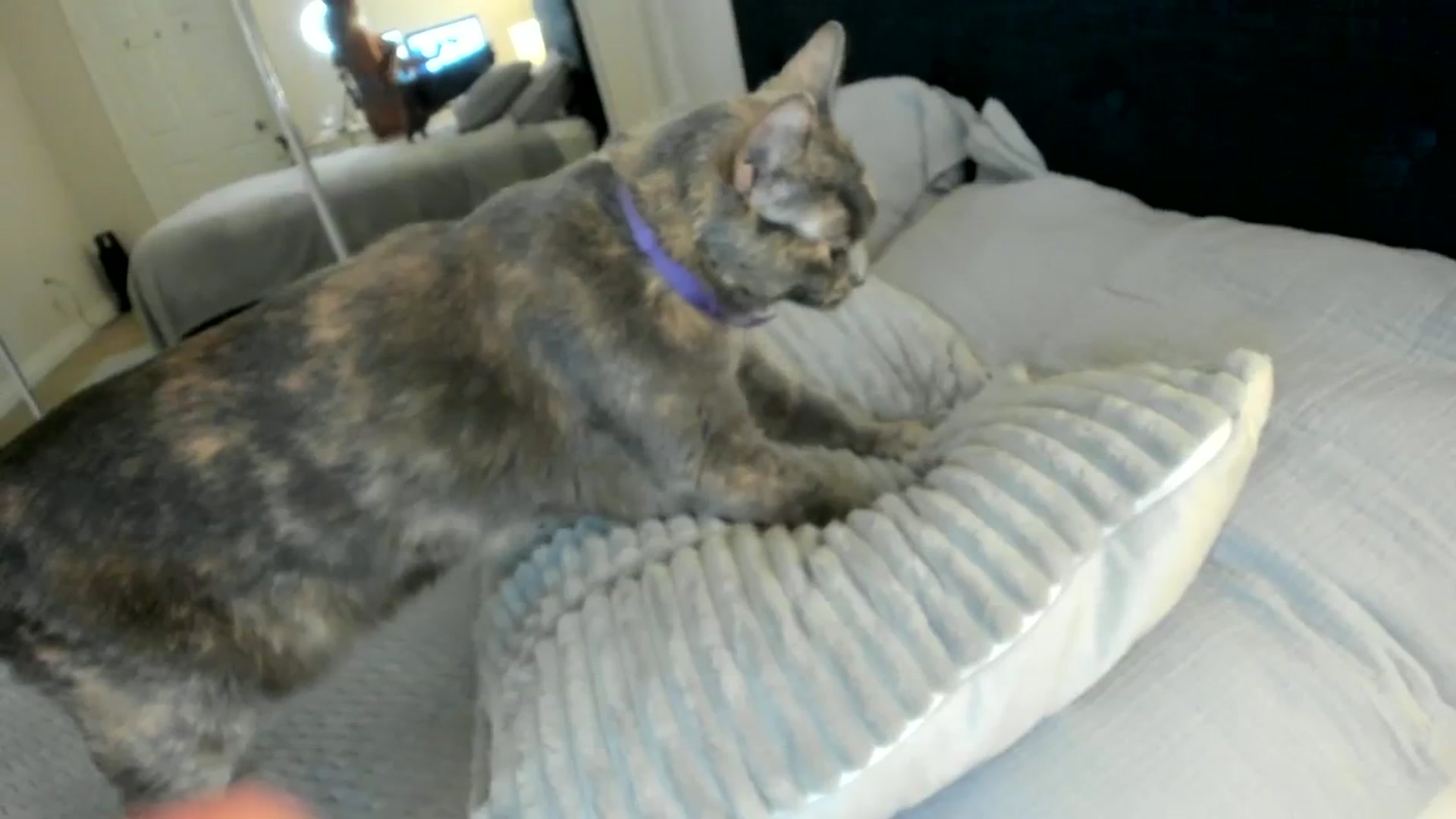 Gallery image thumbnail from Goddess_Jaz's myfreecams stream on, 02/21/2024, 04:59 image 9 of 20