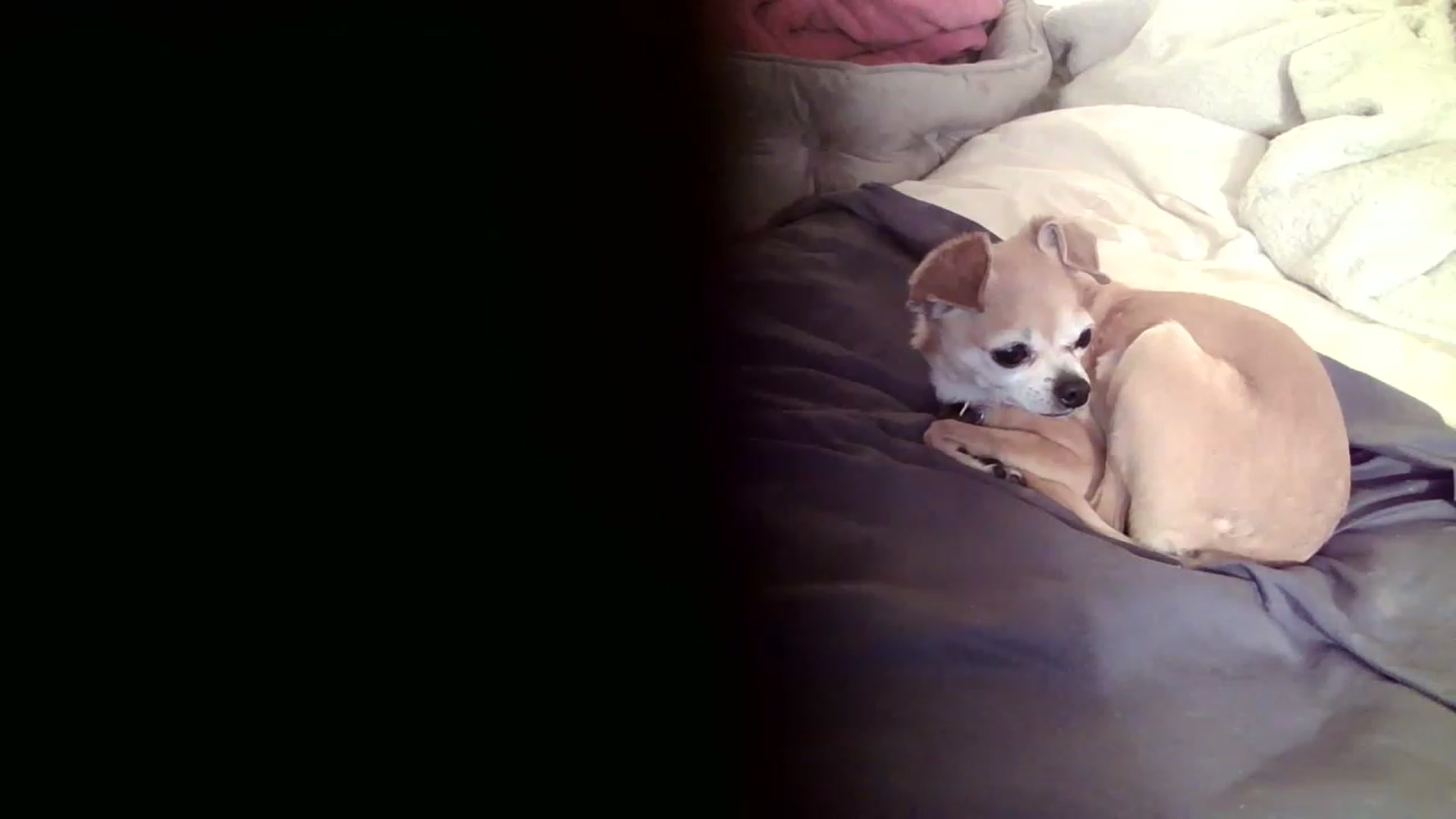 Gallery image thumbnail from GodsWife's myfreecams stream on, 12/01/2022, 24:12 image 3 of 20