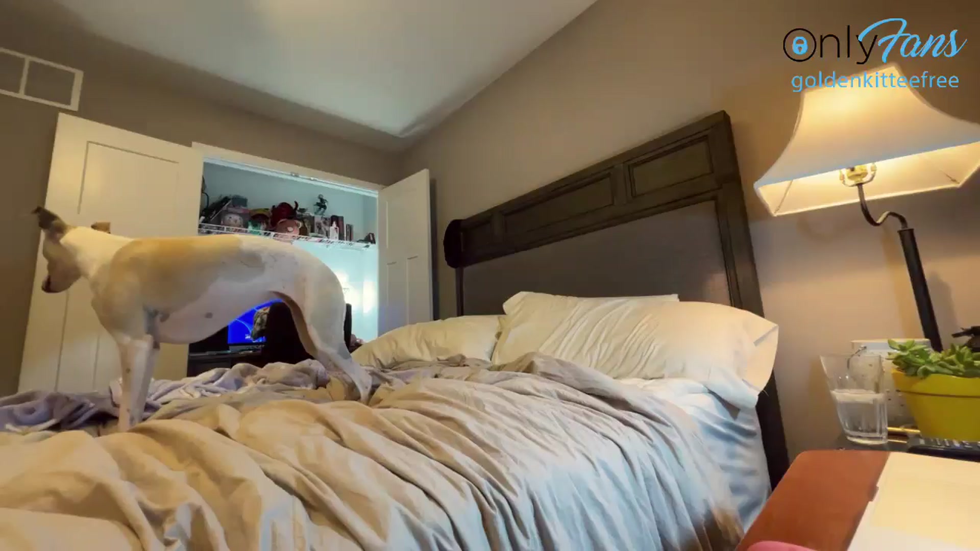 Gallery image thumbnail from GoldenKittee's myfreecams stream on, 06/18/2024, 04:16 image 9 of 20