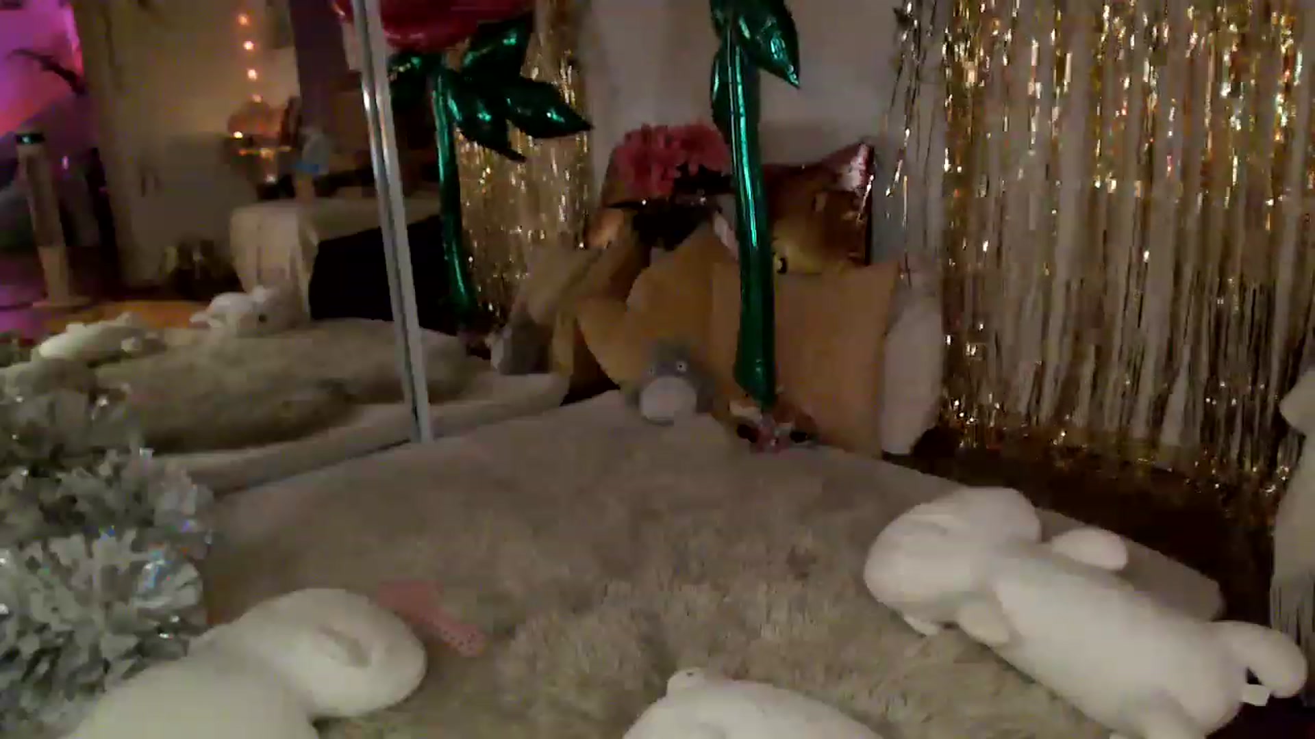 Gallery image thumbnail from GoldieFawn's myfreecams stream on, 05/20/2023, 09:23 image 13 of 20