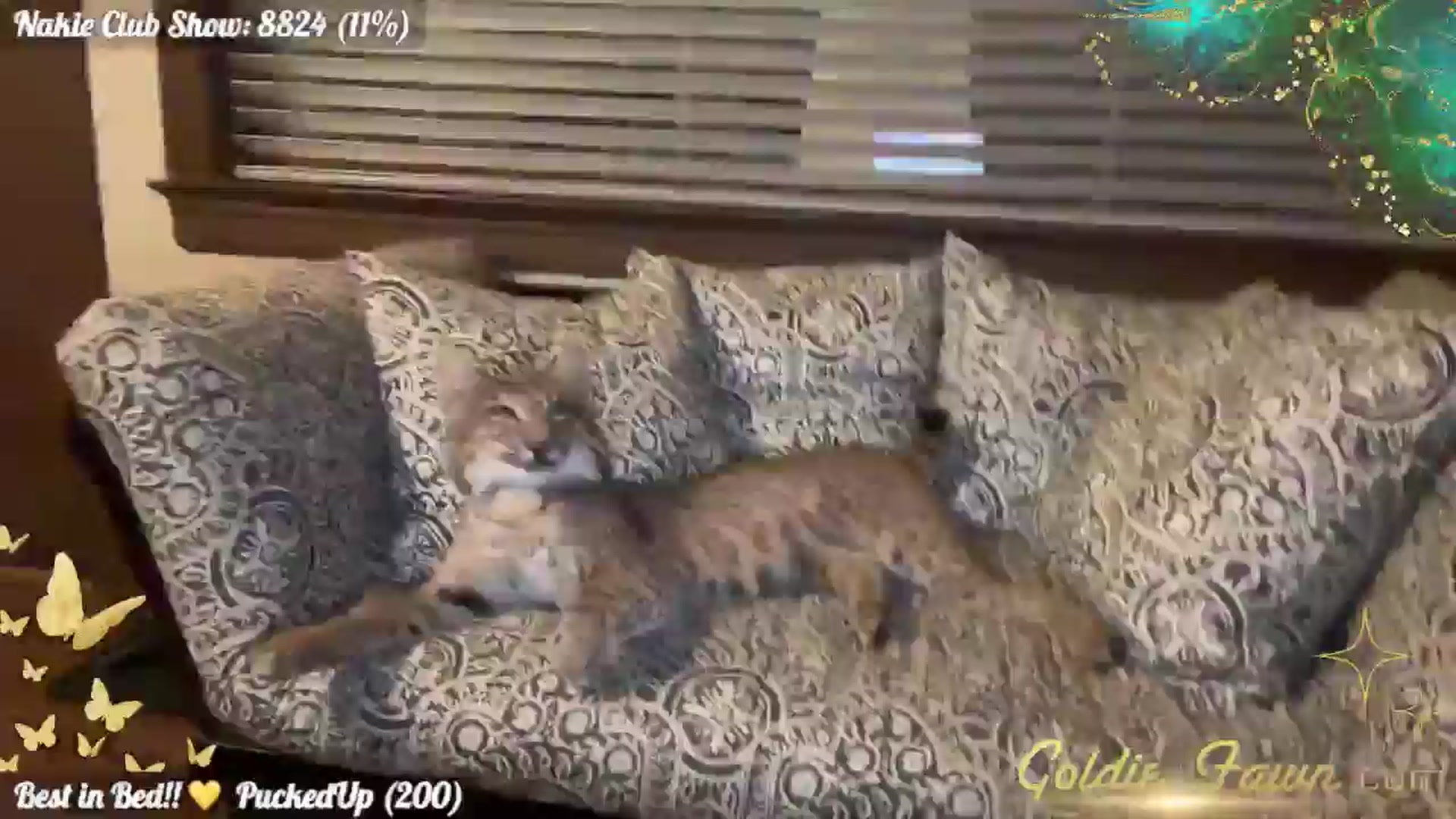 Gallery image thumbnail from GoldieFawn's myfreecams stream on, 10/19/2024, 09:48 image 8 of 20