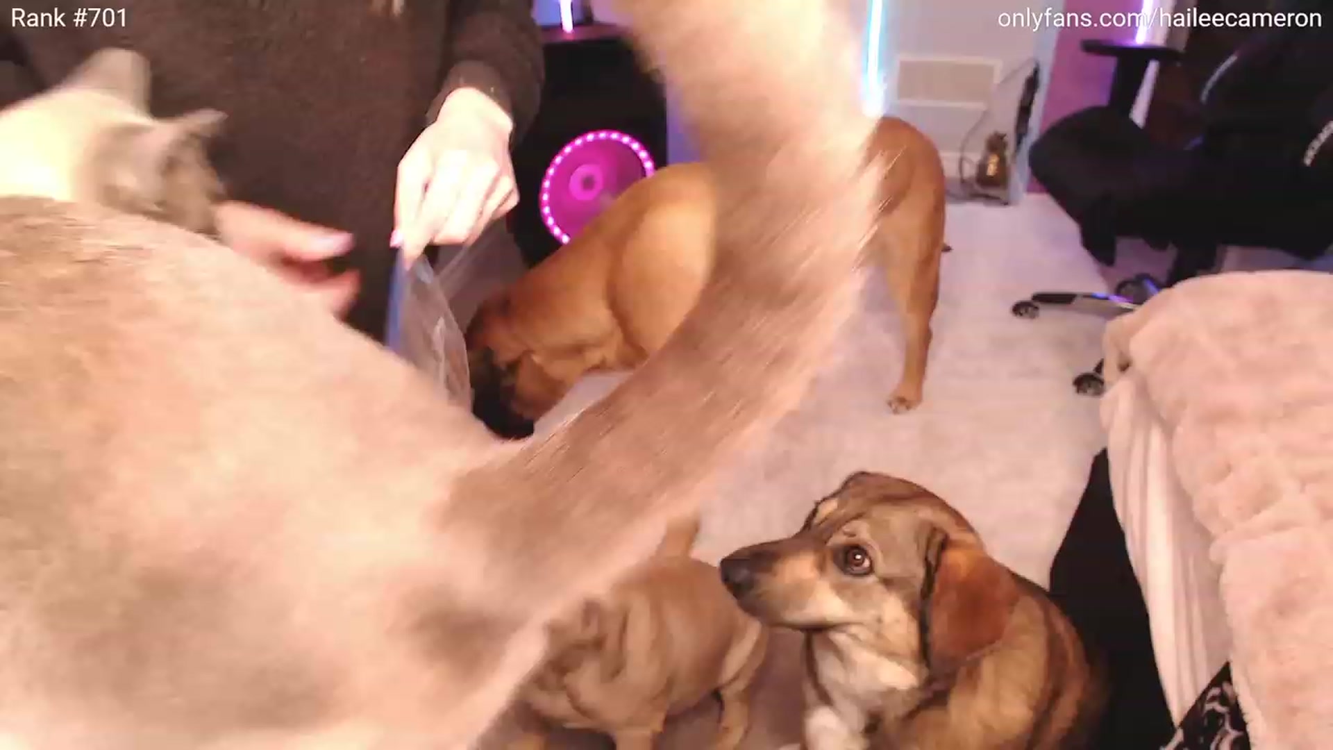 Gallery image thumbnail from HaileeCameron's myfreecams stream on, 04/30/2023, 04:19 image 19 of 20