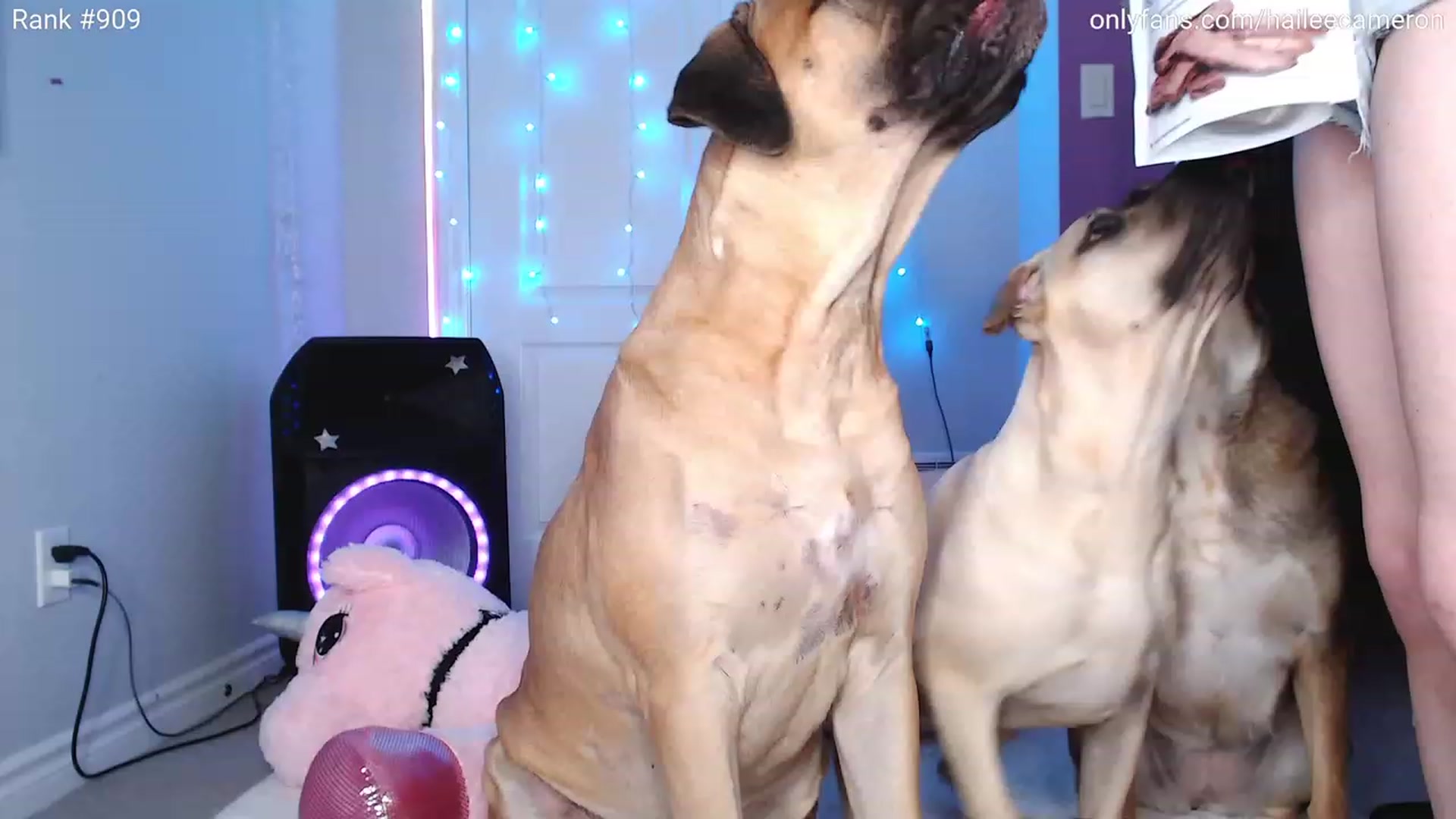 Gallery image thumbnail from HaileeCameron's myfreecams stream on, 08/24/2023, 23:30 image 16 of 20