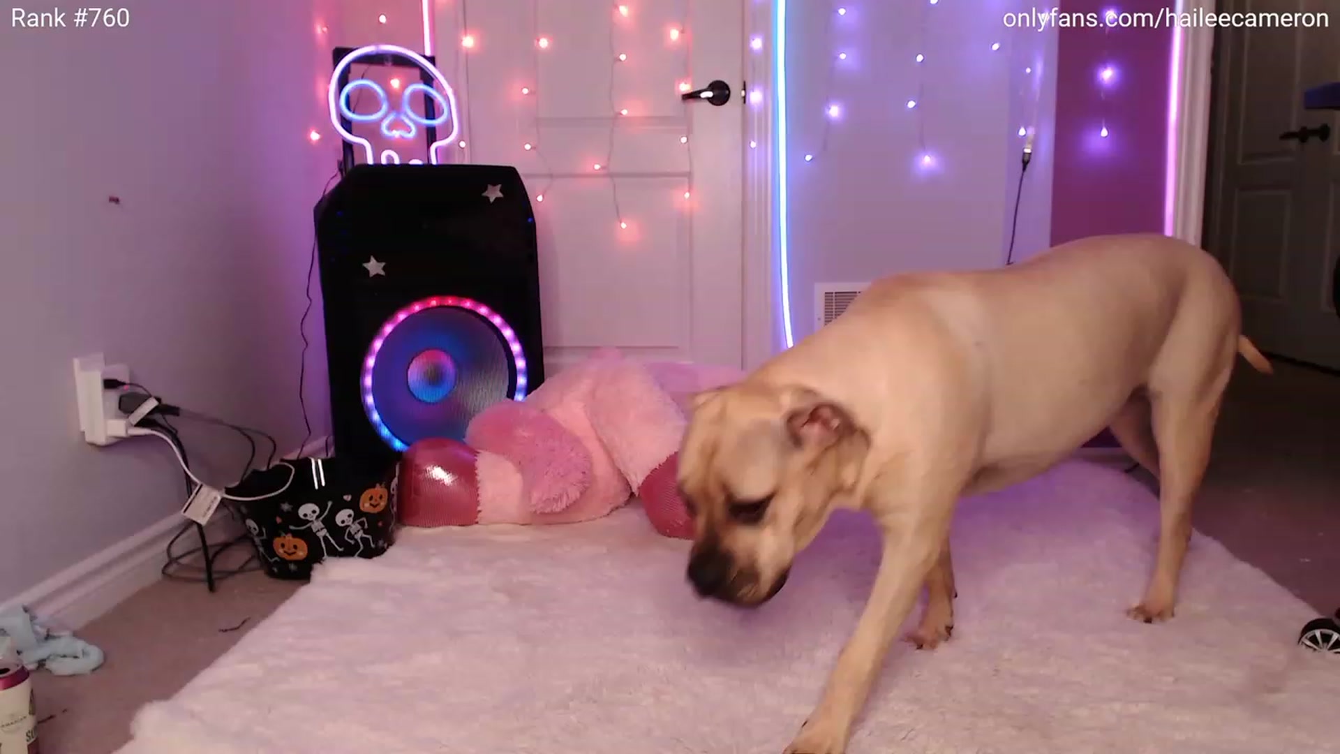 Gallery image thumbnail from HaileeCameron's myfreecams stream on, 10/09/2023, 05:04 image 14 of 20