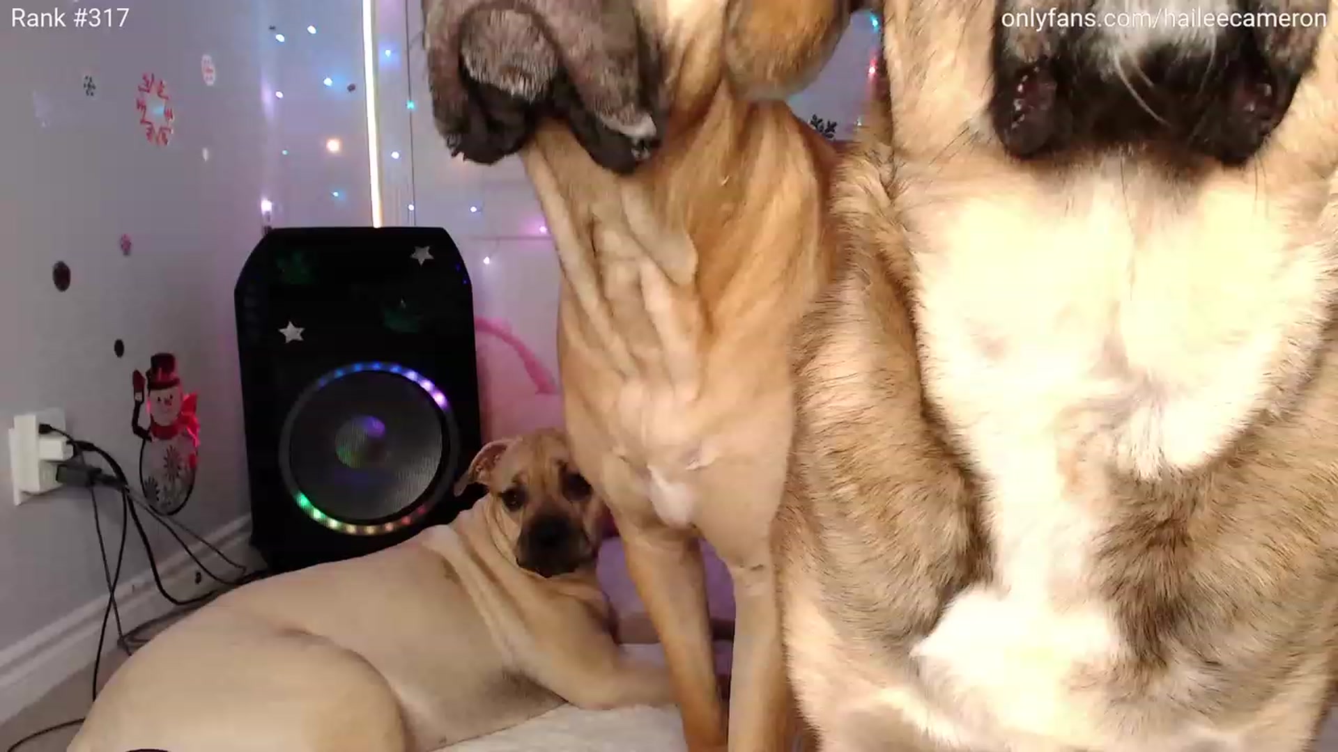 Gallery image thumbnail from HaileeCameron's myfreecams stream on, 11/12/2023, 08:39 image 1 of 20