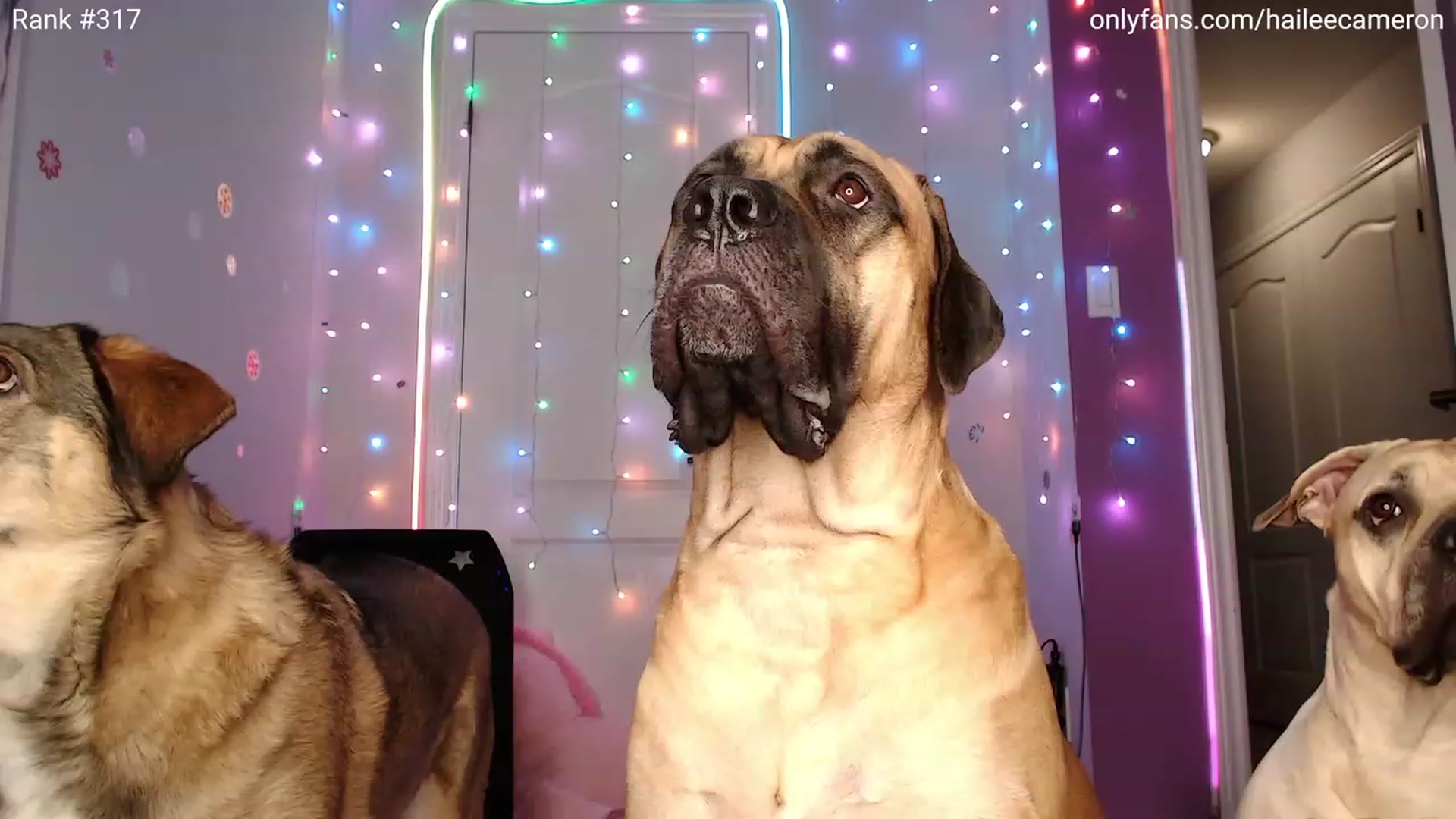 Gallery image thumbnail from HaileeCameron's myfreecams stream on, 11/12/2023, 08:39 image 2 of 20