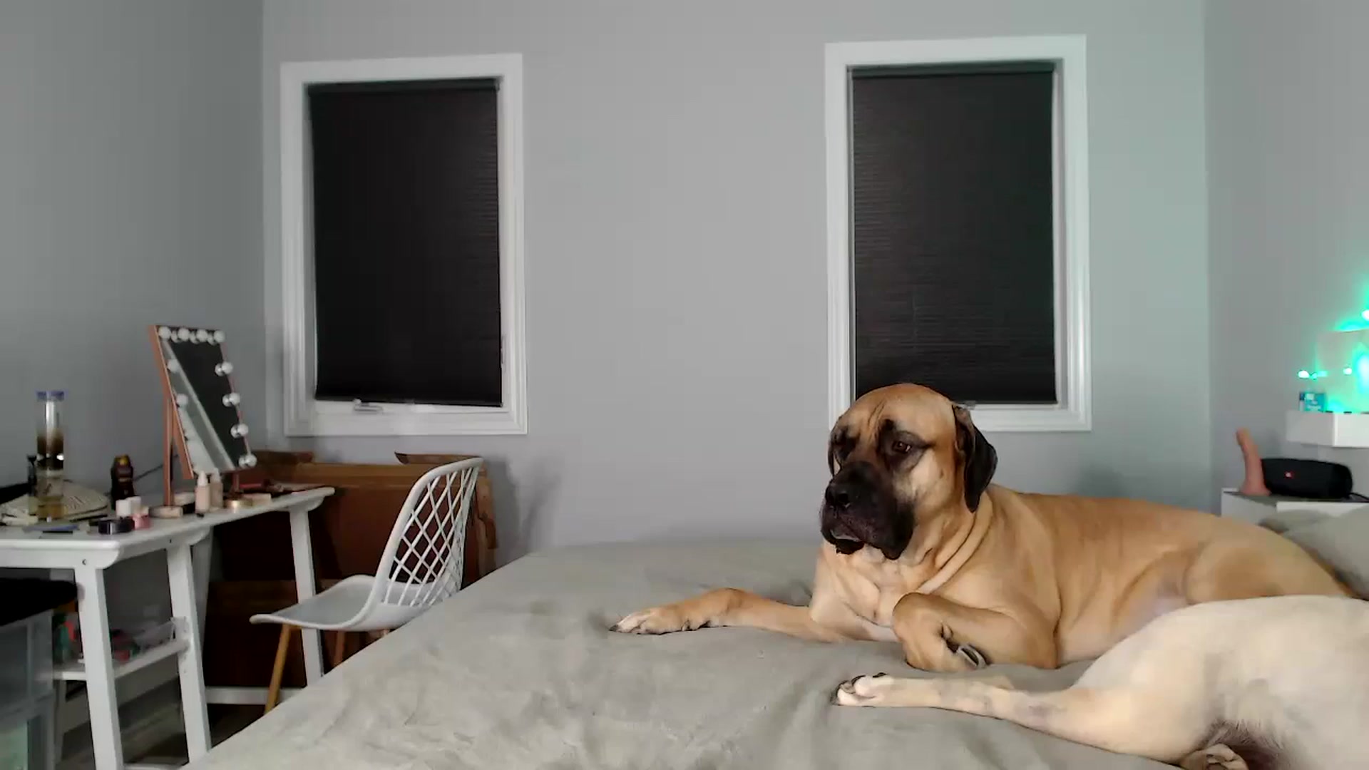 Gallery image thumbnail from HaileeCameron's myfreecams stream on, 06/21/2024, 07:10 image 16 of 20