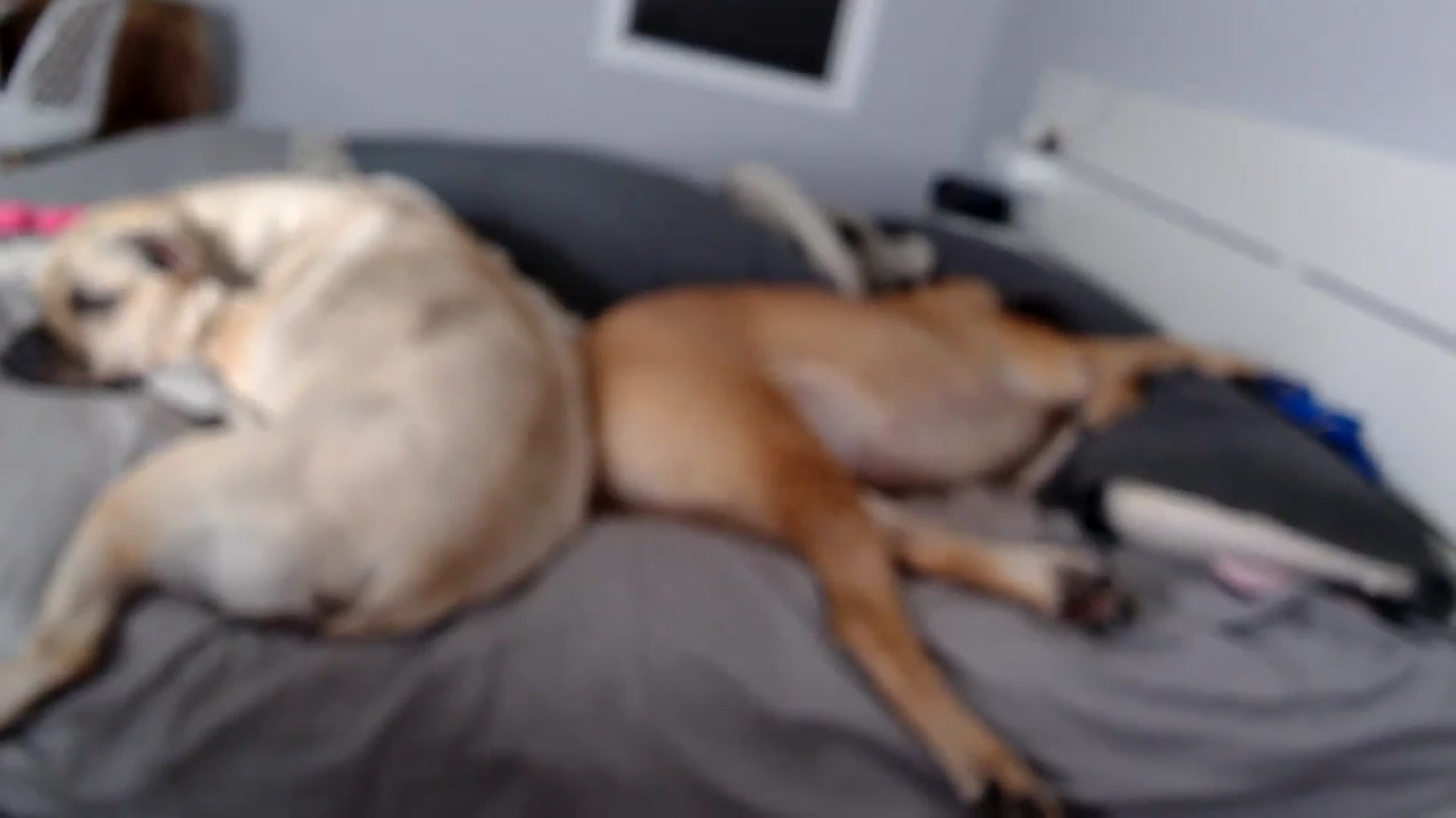 Gallery image thumbnail from HaileeCameron's myfreecams stream on, 06/29/2024, 09:06 image 18 of 20