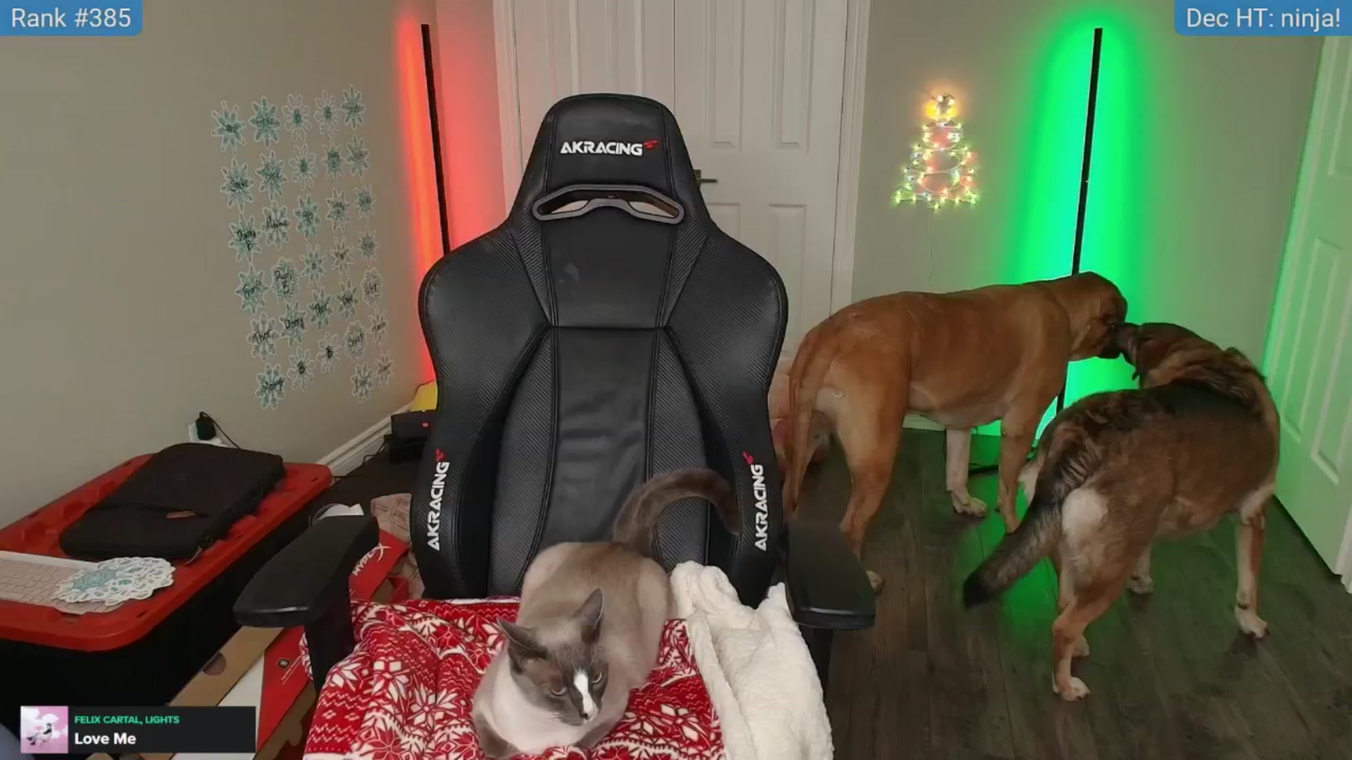 Gallery image thumbnail from HaileeCameron's myfreecams stream on, 12/16/2024, 07:49 image 13 of 20