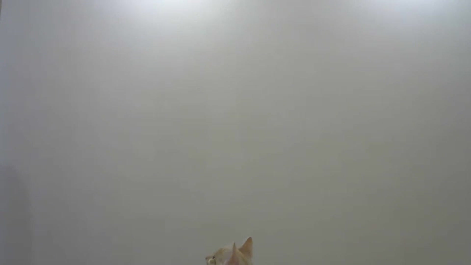Gallery image thumbnail from HaleyReed's myfreecams stream on, 12/25/2023, 13:43 image 14 of 20