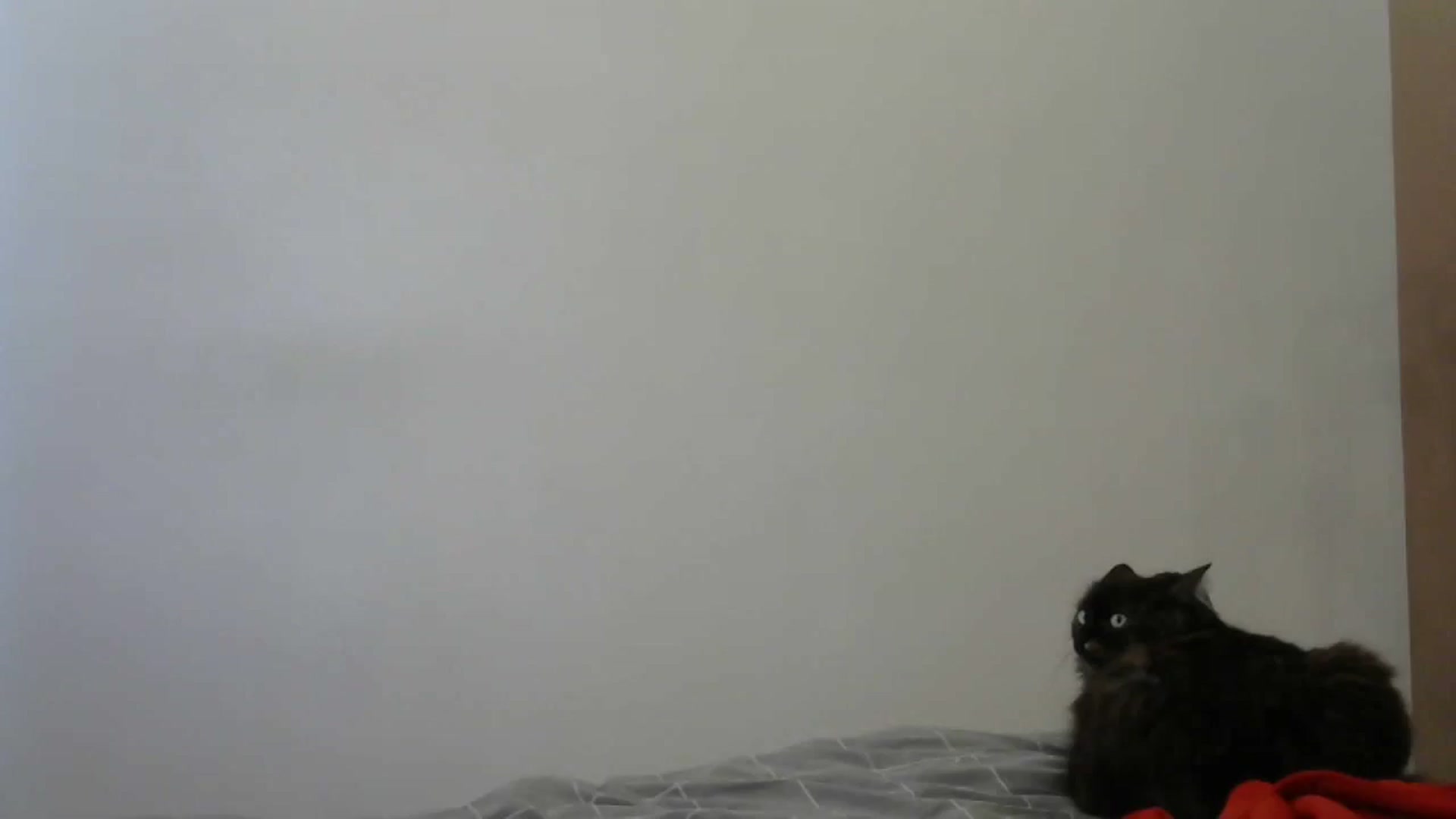 Gallery image thumbnail from HaleyReed's myfreecams stream on, 05/05/2024, 11:56 image 13 of 20